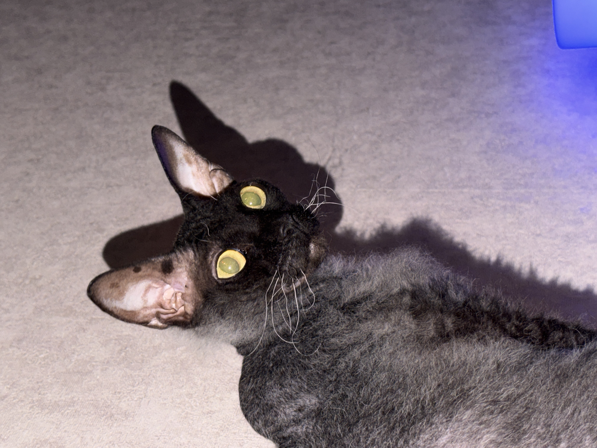 An image taken in an interior space, likely a private residence, in the city of Unknown, Unknown, depicts a domestic cat. The animal, identifiable as a Devon Rex or similar breed due to its short, wavy, dark grey/charcoal fur and prominent, wrinkled ears, occupies the left and central portions of the frame. Its head is turned to the viewer's left, with large, round, yellow-green eyes exhibiting pronounced retroreflection (eye shine) and dilated pupils. White vibrissae (whiskers) extend from its muzzle. The background is a textured, light grey wall. A strong light source, possibly a camera flash, illuminates the cat directly, casting a distinct shadow of its head and ears onto the wall behind it. A secondary light source, emitting a blue hue, is visible in the lower right corner, illuminating a portion of the wall and the cat's lower body with blue light. No human subjects or discernible actions are present beyond the cat's direct gaze.