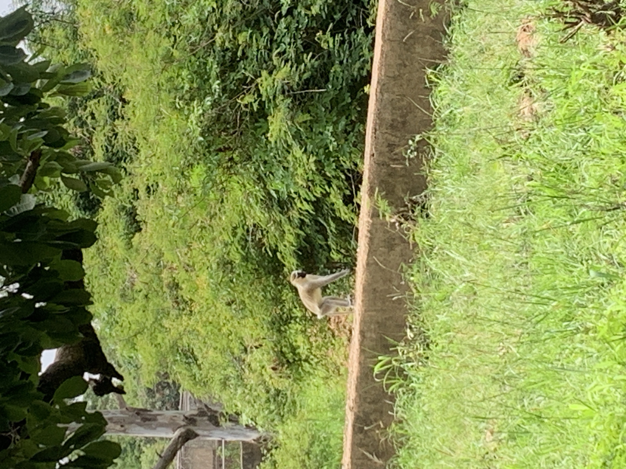 A vervet monkey, identified by its light grey fur and black face, is seen on a concrete ledge. The monkey is captured in a mid-stride posture, with its body leaning forward as if in motion. It is positioned against a backdrop of lush green foliage, suggesting an outdoor environment. The ledge itself is a weathered, brown concrete structure, partially obscured by vibrant green grass in the foreground. The scene appears to be an enclosure or natural habitat, possibly within a zoo or wildlife park, given the presence of the monkey and the manicured or contained environment. The overall impression is of a natural setting with a clear focus on the animal. The image lacks any discernible human presence or interaction with the monkey. No specific geographical landmarks are visible to pinpoint the location within Jos, Nigeria.