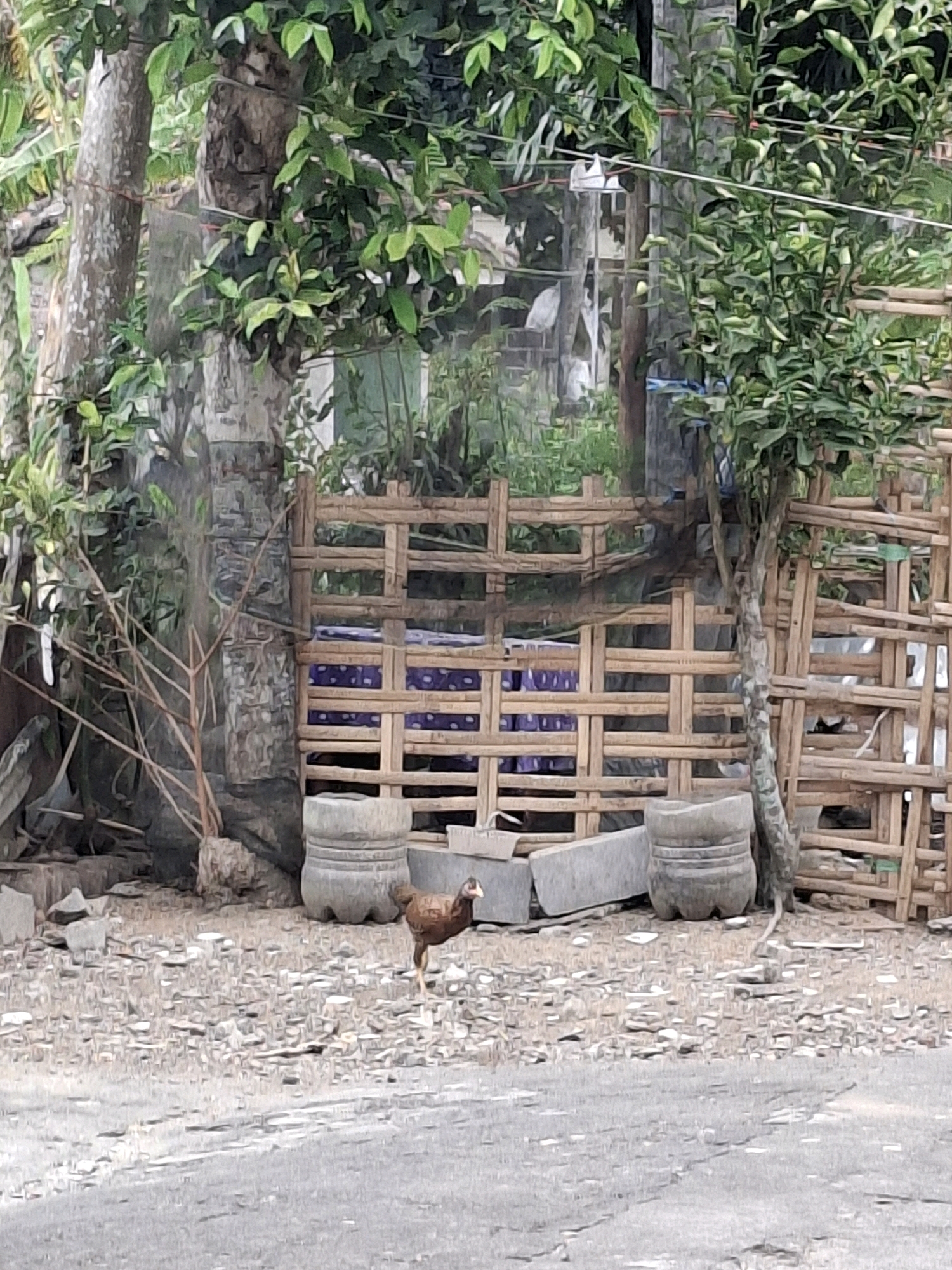 A brown hen stands in a gravelly area in front of a woven bamboo fence with purple and white patterned material behind it. The hen is facing left with its head turned to the right. Behind the hen, a large grey concrete object is visible, and to the left of that, there are rocks and debris. The bamboo fence is constructed from horizontal and vertical bamboo poles, creating a lattice pattern. Trees with green leaves are visible behind and to the left of the fence. The ground is covered in small, light-colored stones and gravel. The scene appears to be outdoors in a rural or semi-rural setting.