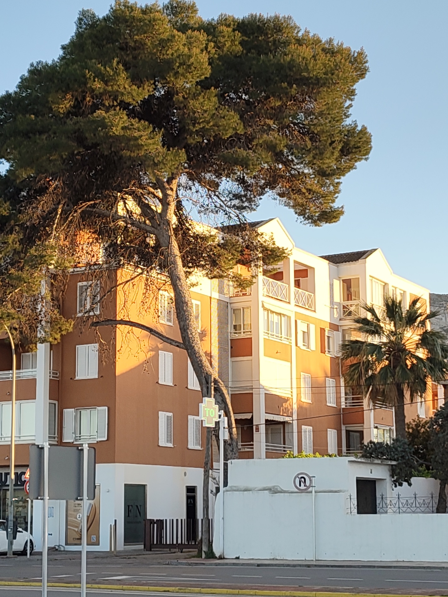 The image depicts an urban street scene in Dénia, Spain, under clear skies with golden hour lighting. A large, mature pine tree dominates the left and central foreground, its substantial trunk leaning towards the right and its dense green foliage obscuring the upper portions of a multi-story building.
The prominent building is a residential or mixed-use structure, featuring a terracotta-orange facade with white window frames and closed white louvered shutters. White trim accents balconies with white cross-patterned railings, particularly visible on the upper floors. The ground floor of this building includes a commercial space with a dark entrance door and window, displaying "FN" signage, alongside a slatted brown barrier. To the far left, another commercial establishment, identified as a "Farmacia" by a green cross symbol and partial red "C" sign, is partially visible, with a white car parked near its entrance.
To the right of the main building, a mature palm tree with green fronds stands. In front of the palm tree and extending across the mid-ground is a white wall, behind which a smaller, white single-story structure with a dark door and black metal fencing is situated. A "No U-turn" traffic sign (a red circle with a black arrow turning left then reversing, crossed out) is affixed to a pole in front of this white wall.
The foreground consists of an asphalt road with a yellow median line, bordered by a sidewalk. A gray street signpost with obscured signs is present on the left near the curb. Distant mountains are visible on the horizon to the far right. No individuals are present in the scene.