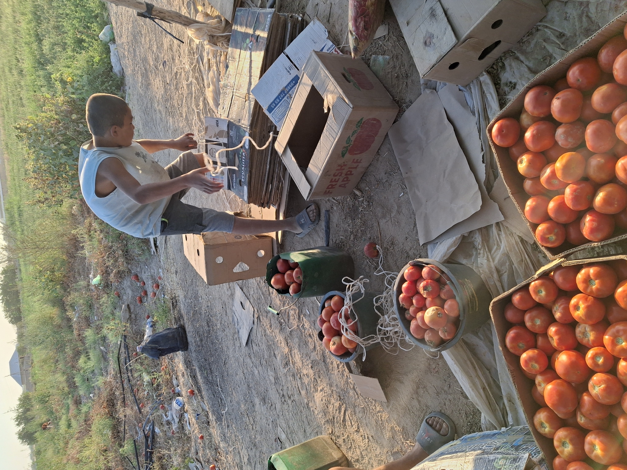 In the village of Utmayli, Uzbekistan, a young boy, likely a teenager, is seen amidst a field of drying crops and scattered produce. He is dressed in a light blue sleeveless shirt and grey shorts, with his gaze focused downwards as he handles some white string. The scene is set on a dirt ground, with various containers and discarded materials scattered around.
Several buckets, filled with ripe red tomatoes, are prominently displayed. One green bucket holds a substantial amount of tomatoes, as does a smaller grey bucket. Another grey bucket, in the foreground, also contains a considerable quantity of tomatoes. Two cardboard boxes, one labeled "Fresh Apple," lie open on the ground, alongside stacks of other flattened cardboard boxes, suggesting preparations for packing or transportation.
The environment appears to be an agricultural setting, with dry vegetation and a field visible in the background. The lighting suggests it is late afternoon or early evening, with the sun casting long shadows. The overall impression is one of agricultural labor, possibly harvesting or preparing produce for sale, with a focus on tomatoes.