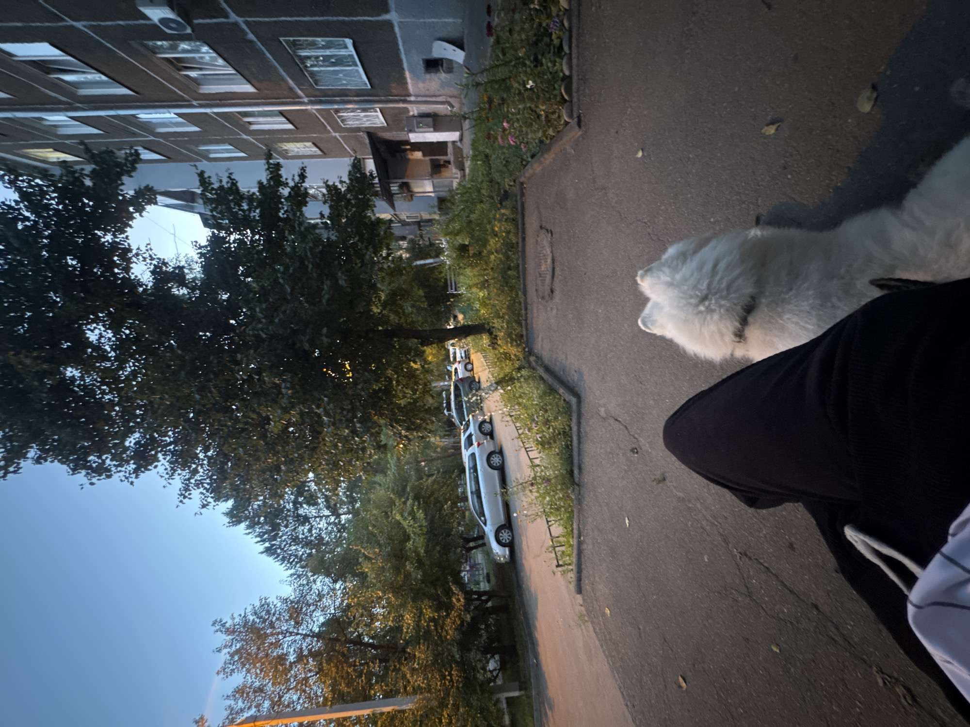 The image captures a scene in Irkutsk, Russia, likely during the evening. The perspective is from ground level, looking down a sidewalk next to a residential building. In the foreground, a fluffy white dog is the primary subject, with its back and rear visible, along with a person's dark-colored pants. The dog appears to be either standing or lying down on the pavement.
The background features a multi-story residential building with numerous windows, some of which are illuminated. Trees and foliage line the sidewalk, with some areas appearing overgrown with flowers. Several cars are parked along the street, including a white sedan prominently visible in the middle ground. The sky is a clear, deep blue, indicating the transition from day to night, suggesting an evening setting. The lighting is dim, with some artificial lights from the building and possibly streetlights casting shadows.
The overall mood is calm and perhaps a little melancholic, consistent with an evening walk. The location cues, such as the architecture of the building and the parked cars, are typical of a Russian urban environment. No visible text is present in the image.