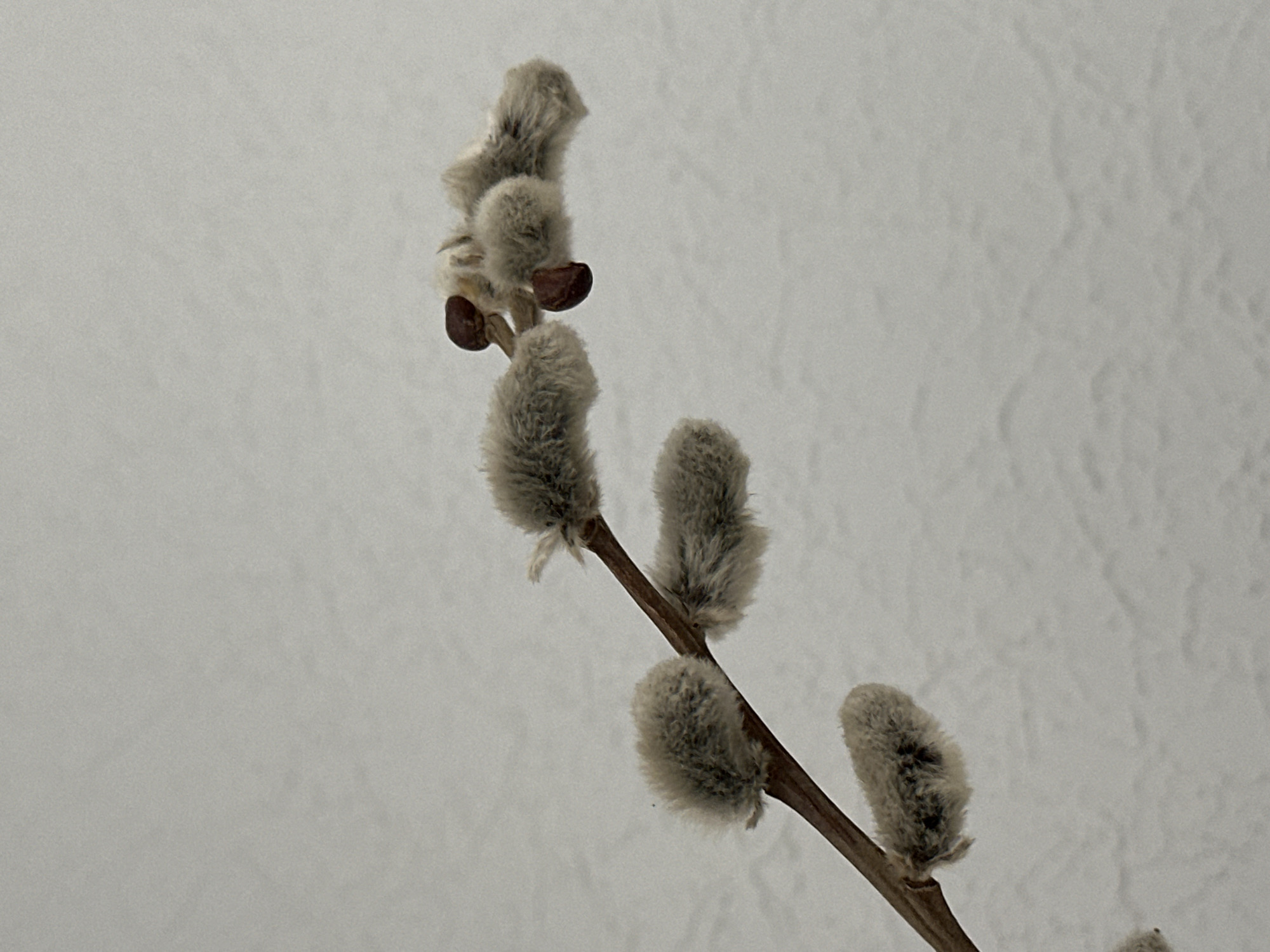 A close-up, low-angle shot focuses on a pussy willow branch against a textured, light gray background. The branch, thin and brown, extends diagonally from the lower left to the upper right of the frame. It is adorned with several fluffy, silvery-gray catkins. Some of these catkins are clustered together, while others are spaced further apart along the stem. Two small, dark brown, oval-shaped buds are visible among the catkins at the upper right of the branch. The background appears to be a wall with a subtle, uneven texture, possibly painted plaster or stucco. The lighting is soft, casting minimal shadows. The image does not contain any identifiable landmarks or elements that would indicate its location within Nevinnomyssk, Russia.