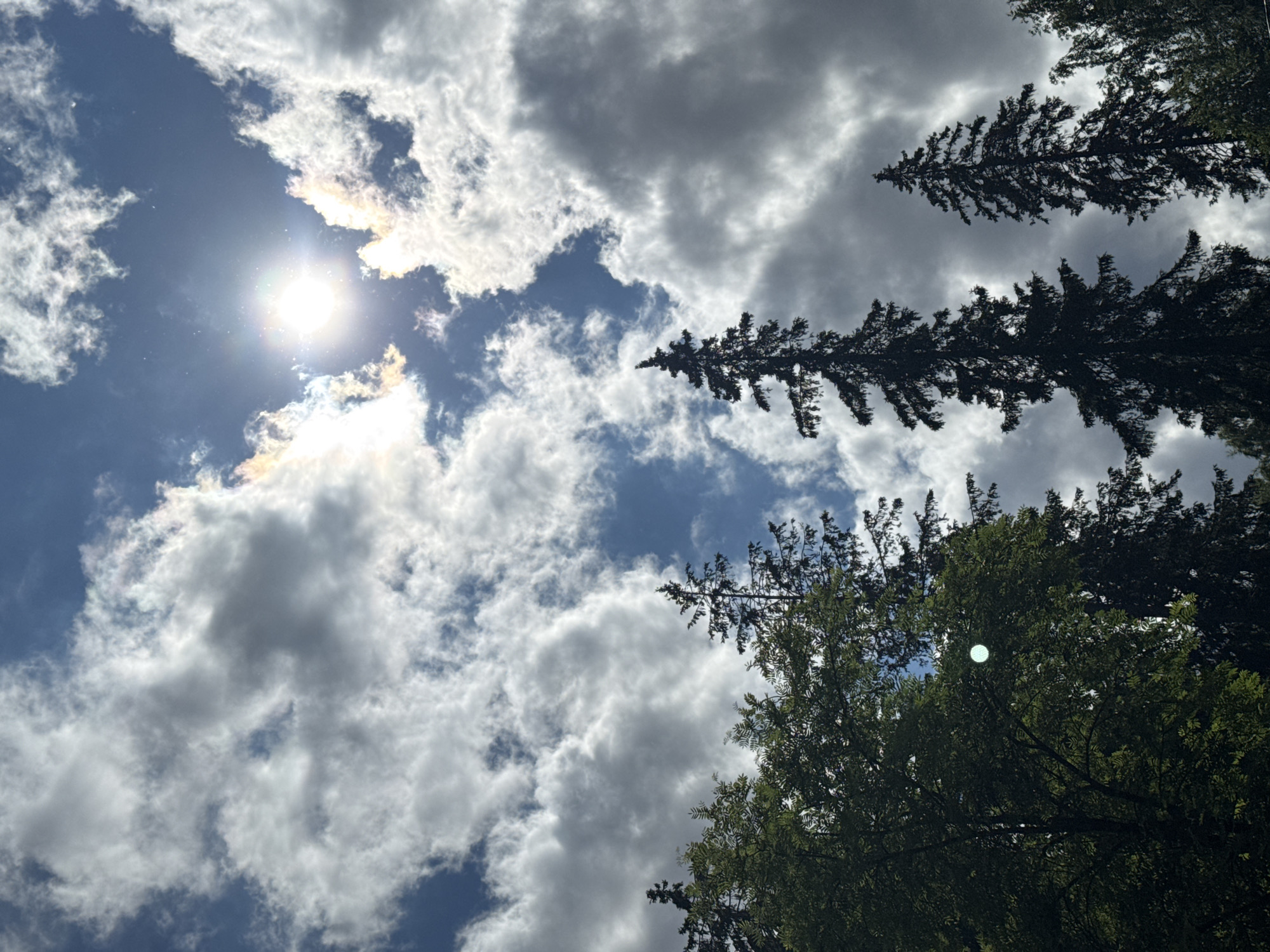 An upward-angle shot captures the sky above a forest. The sky is a vibrant blue, dotted with fluffy white and gray clouds. The sun shines brightly in the upper center of the frame, creating a lens flare and casting a radiant glow. Several tall, dark green coniferous trees stand silhouetted against the sky in the foreground, their branches reaching upwards. A large deciduous tree with green foliage is visible on the left side of the frame, partially obscuring the sky. The overall scene depicts a natural landscape under a partly cloudy sky.
