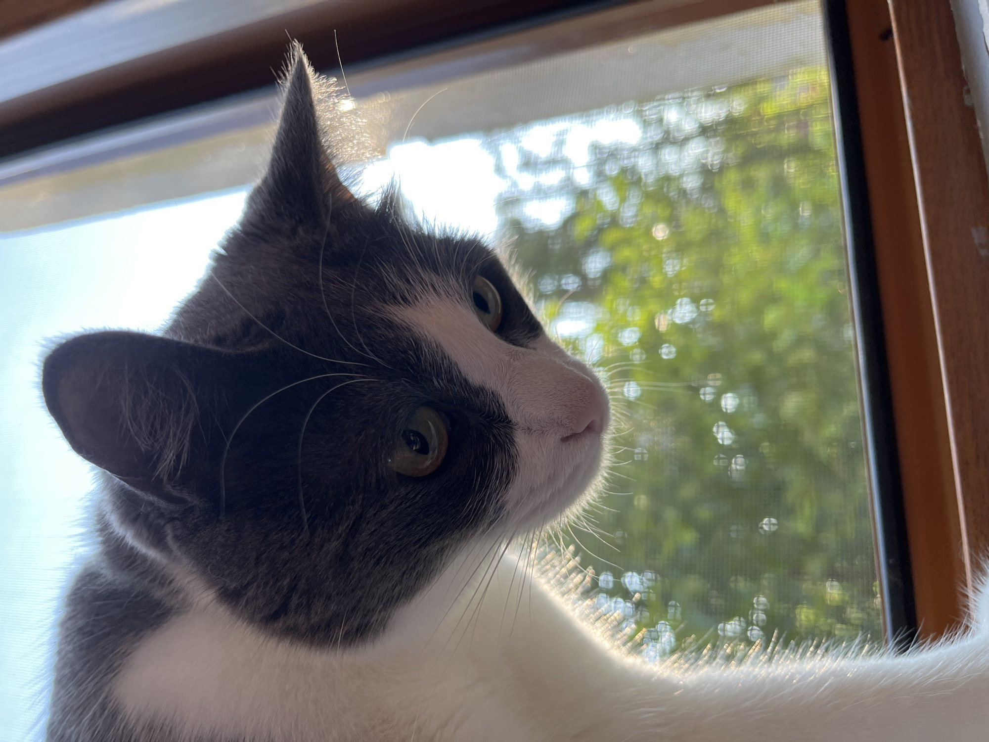 A close-up, low-angle shot captures a grey and white cat perched on a window sill. The cat is looking downwards, with its head tilted and its eyes focused on something out of frame. Sunlight streams in from the side, illuminating the cat's fur and creating a halo effect around its ears. The background is blurred, showing a screen with green foliage and bright sunlight visible through it, suggesting an outdoor environment. The image is set in Ureki, Georgia.
