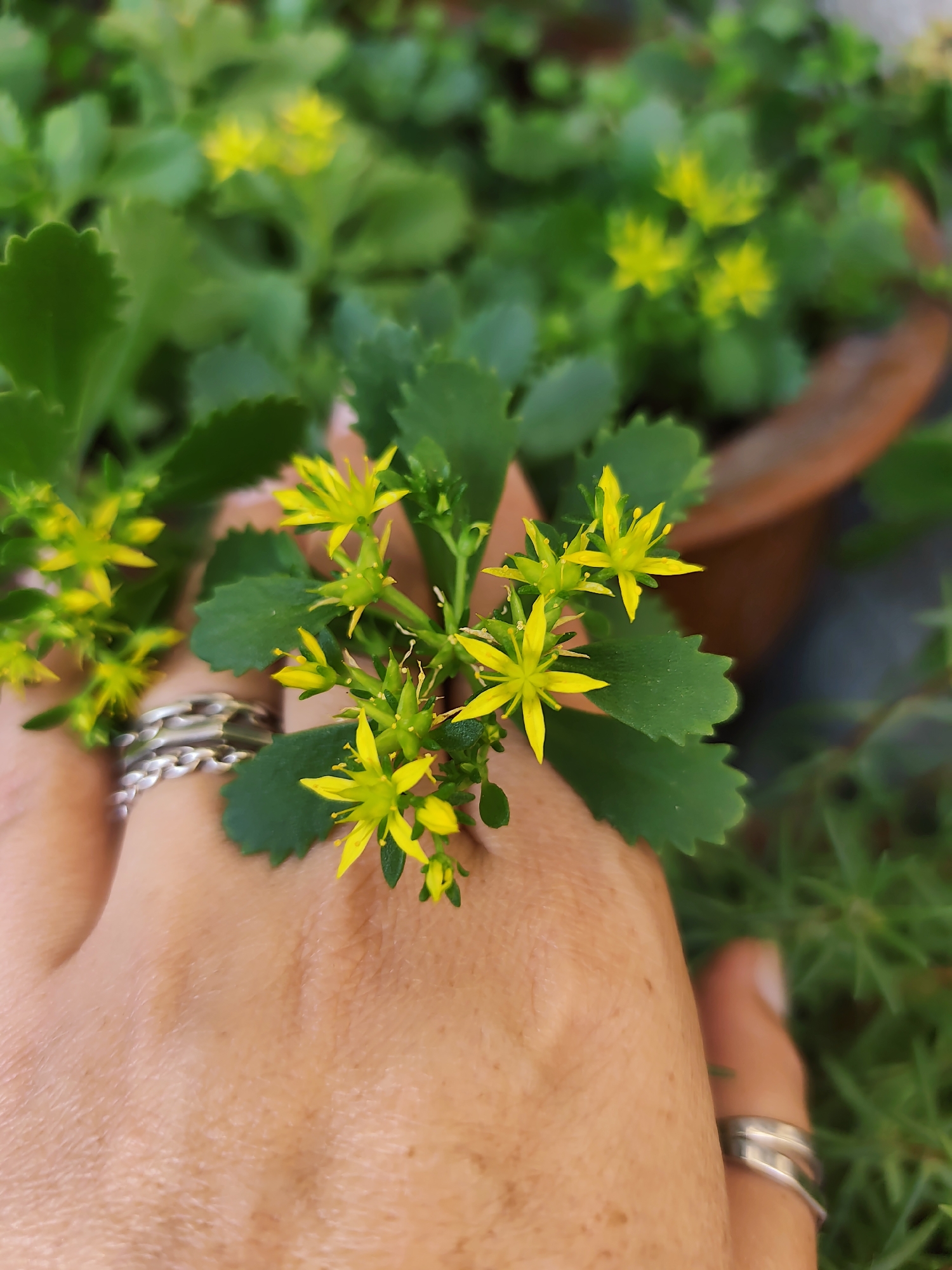 A close-up, eye-level shot focuses on a person's hand gently holding a cluster of small, yellow, star-shaped flowers with green stems and leaves. The hand, adorned with two silver rings on the index and middle fingers, is positioned in the foreground, partially obscuring the flowers and plants behind it. The background shows a blurred view of lush green foliage and a terracotta pot, suggesting an outdoor garden setting. The overall lighting is soft and natural, highlighting the delicate details of the flowers and the texture of the skin. There is no visible context to indicate this image is from Durlești, Moldova.