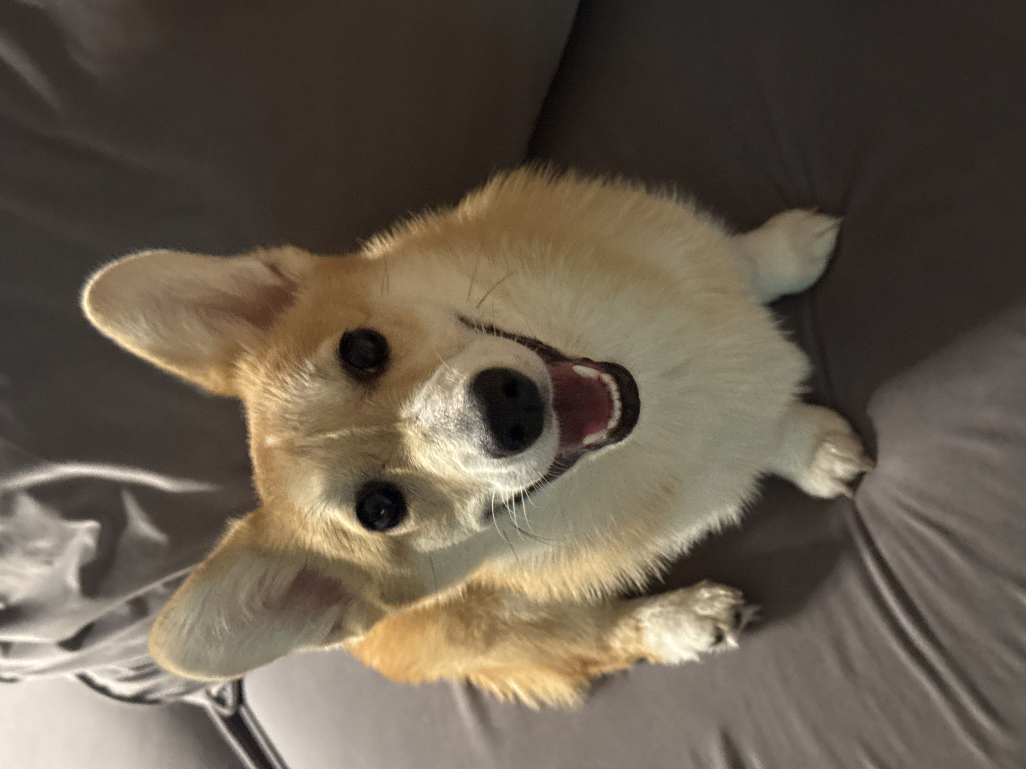 A tan and white Pembroke Welsh Corgi is lying on a dark gray couch. The dog is looking up at the camera with its mouth open in a smile. The dog has erect ears. The environment appears to be indoors. The location of the city of Chaikovsky, Russia, is not discernible from the image.