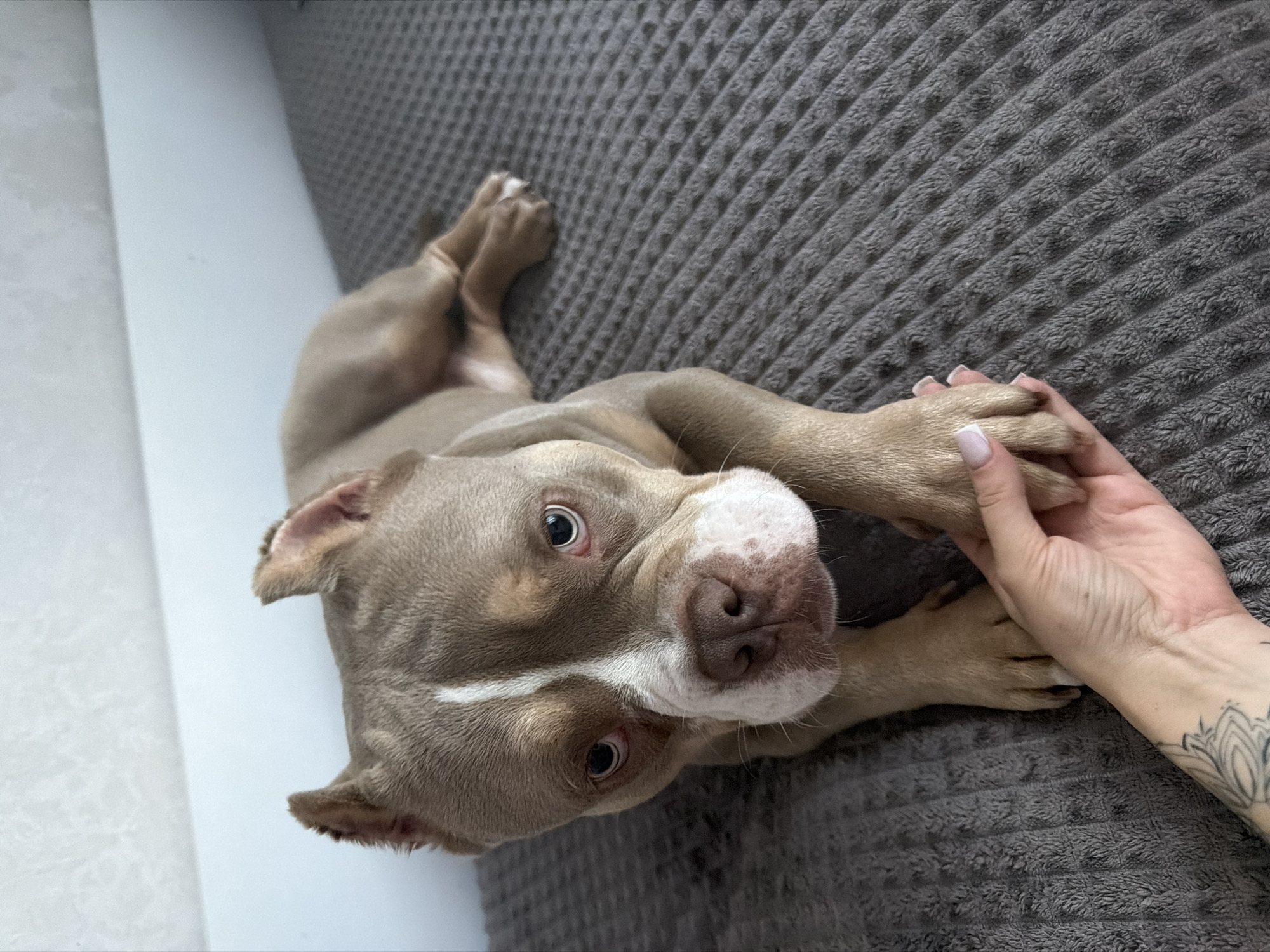 A tan and white American Bully dog is lying on a dark gray textured blanket. The dog is facing the camera, with its head resting on its paws. A human hand, with a tattoo on the forearm, is gently holding one of the dog's paws. The background consists of a white wall and a gray wall.
