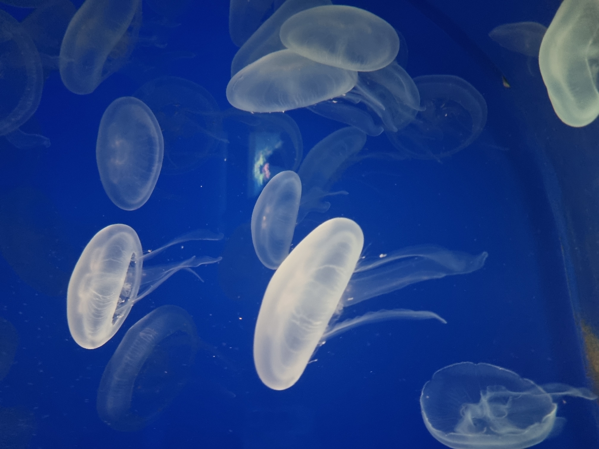 The image shows a group of jellyfish swimming in a blue-lit environment. The jellyfish are translucent and appear to be illuminated from within. In the background is a blurry colorful object, likely another light source or decoration in the tank. There is no visual information to confirm that the picture was taken in Schallstadt, Germany. There is no evidence of people or specific actions or interactions.