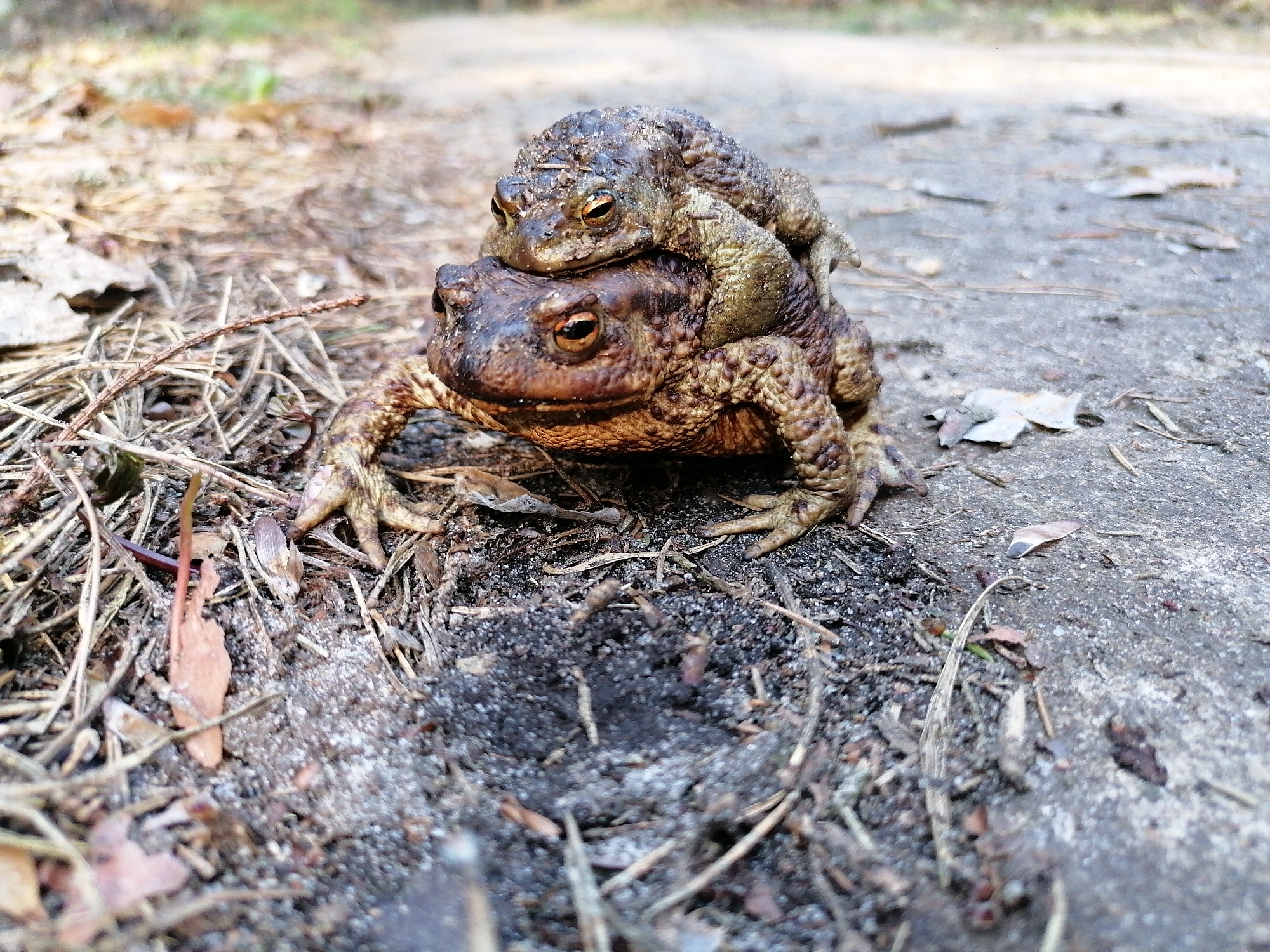 Two toads are observed in a possible mating embrace. The upper toad rests directly on the back of the lower toad. Both are situated on a patch of ground littered with dried leaves and twigs, adjacent to a grey, concrete-like surface. The location is unknown.