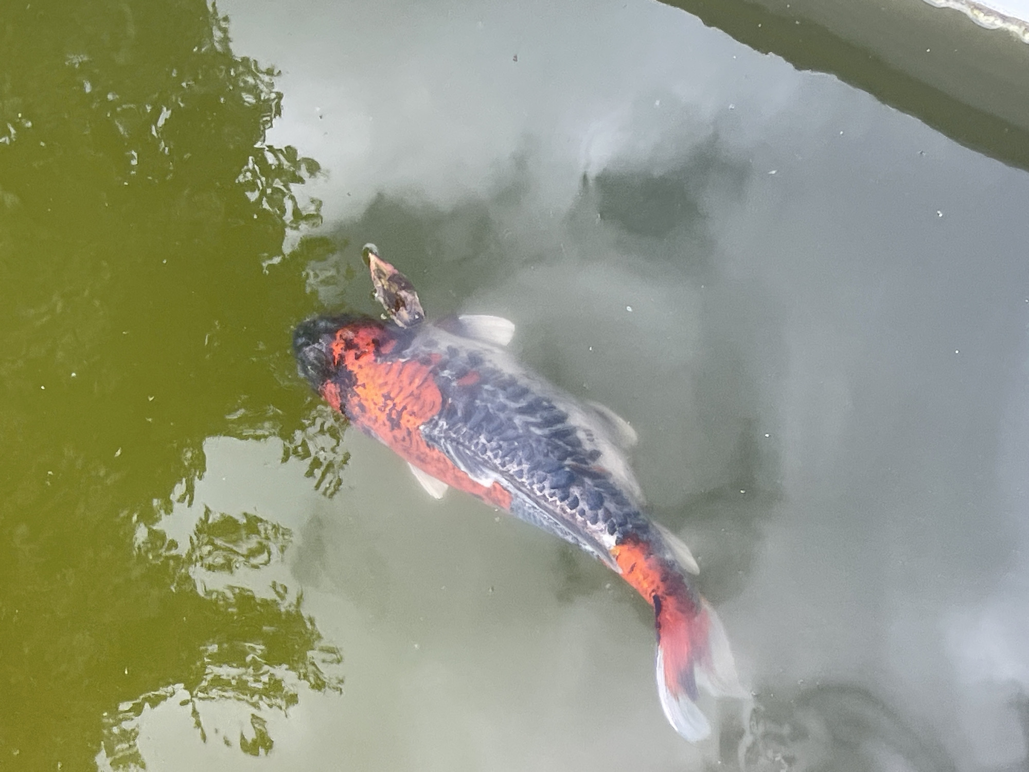 A koi fish with white, black, and orange markings swims in a pond in Novorossiysk, Russia. The water is murky green with reflections of trees and sky. The fish is in the center of the frame, angled from head to tail.