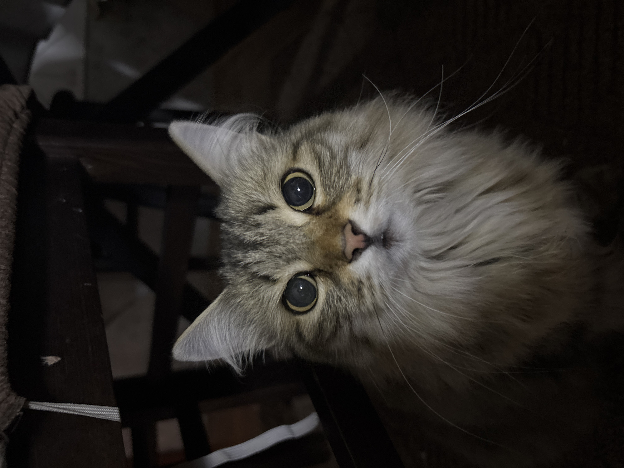 This media file shows a close-up, tilted shot of a long-haired cat with tabby markings. The cat's head is angled towards the viewer, with its large, expressive eyes wide open. The lighting is dim, creating a shadowed background that emphasizes the cat's face and whiskers. The cat appears alert and curious, with its ears perked up. The texture of its fur is visible, appearing soft and fluffy. The background suggests an indoor setting with dark furniture, possibly a chair or table, and hints of other objects not clearly defined due to the low light. The overall mood is intimate and focused on the cat's gaze. The location context is Vishnevka, Russia. No text is visible in the image.