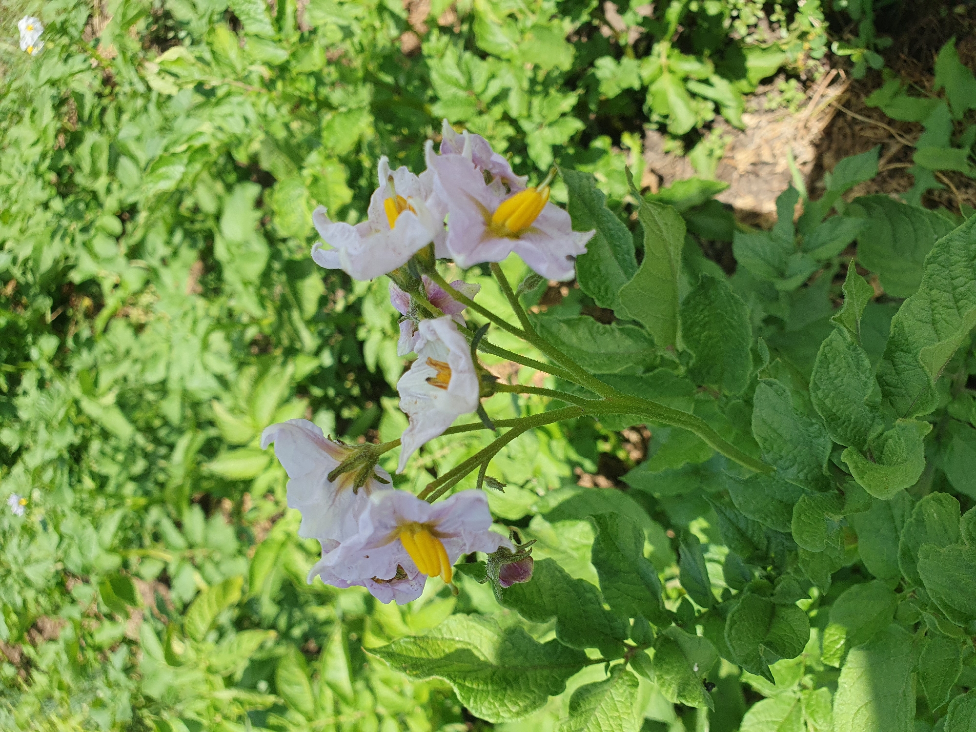 In Novoivanivka, Ukraine, a close-up shot focuses on several pale purple and white potato flowers with bright yellow centers, blooming amidst lush green potato plants under bright sunlight. The flowers are delicate, with five petals each, and are clustered on thin green stems. The background is a blur of more green foliage and dry earth, suggesting an outdoor garden or field setting. No people are visible in the image.