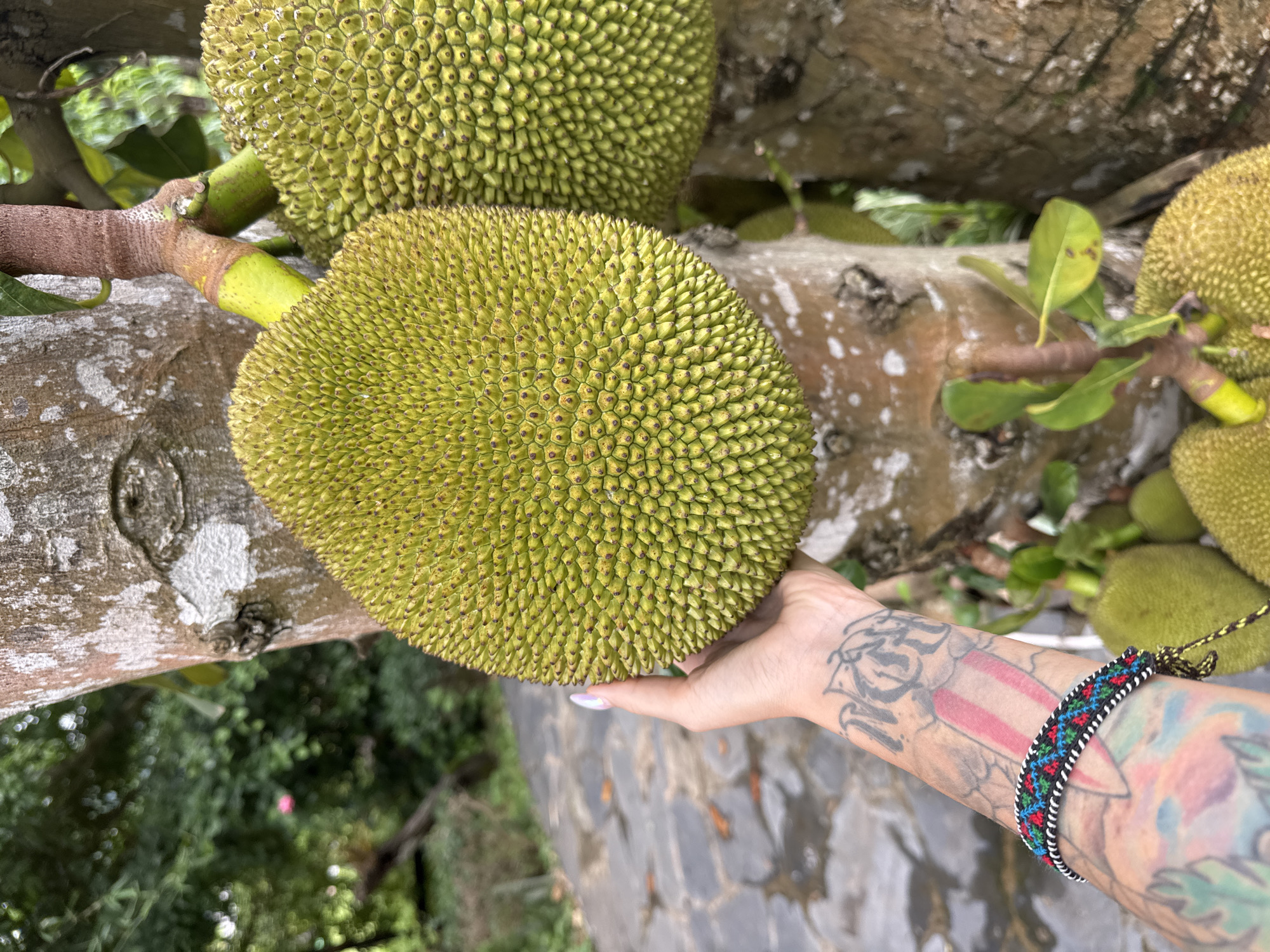 A person's left arm and hand, adorned with tattoos and a colorful woven bracelet, reaches towards a large, green, spiky jackfruit hanging from a tree. The jackfruit is the primary subject, filling the center of the frame. Behind the jackfruit, the textured bark of the tree is visible, along with other smaller jackfruits and green leaves. The background shows a blurred outdoor scene with a stone pathway and lush foliage, suggesting a tropical or subtropical environment. The location is identified as Moc Chau, Vietnam.