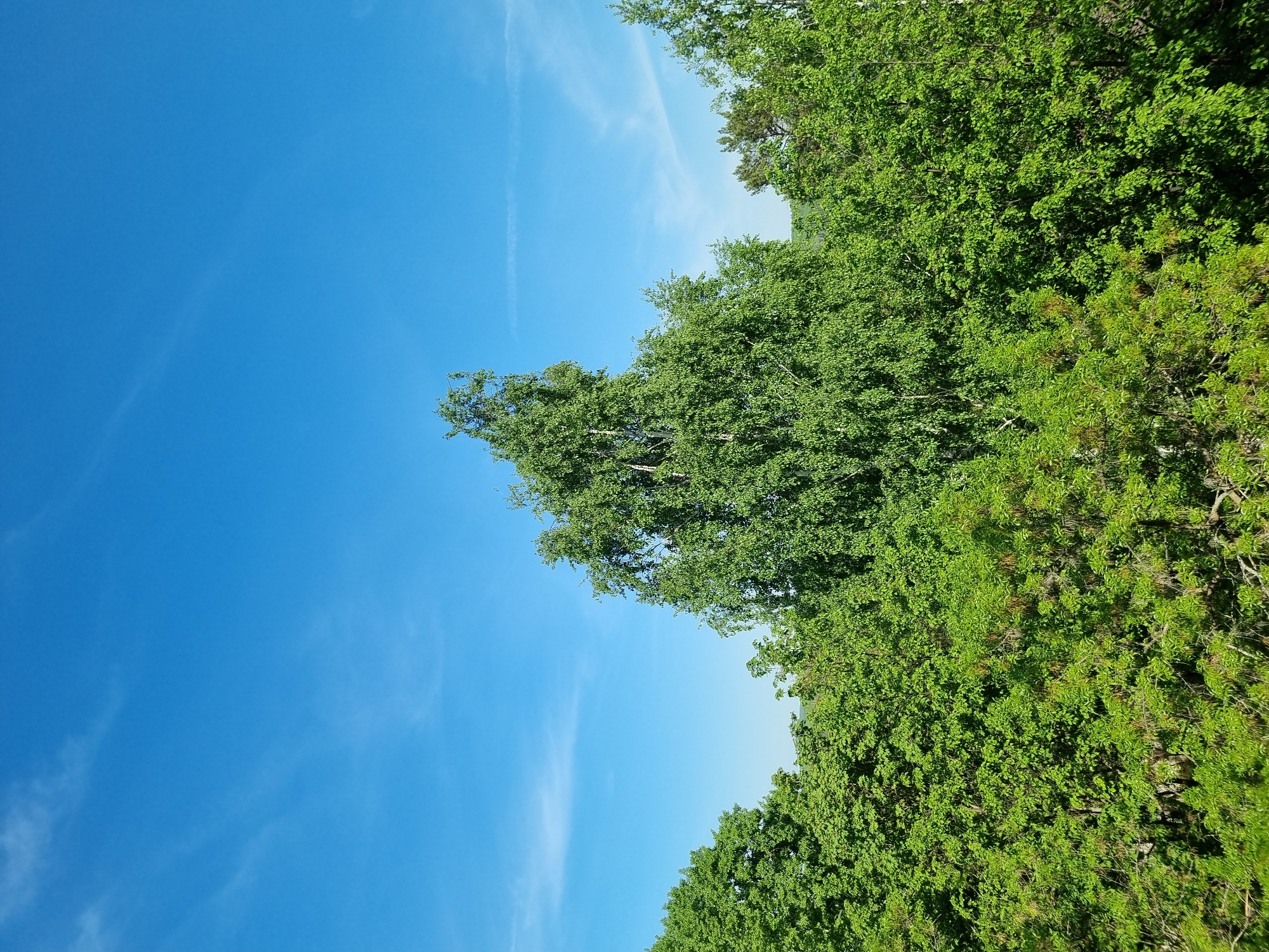 The image shows a view upwards towards a clear blue sky with faint white contrails. The right side of the frame is occupied by lush green foliage, likely trees, with varying textures suggesting different species. The image appears to have been taken in an outdoor setting, possibly a park or forest. Without additional context or landmarks, identifying the precise location within Chaikovsky, Russia is not possible. There are no people visible.