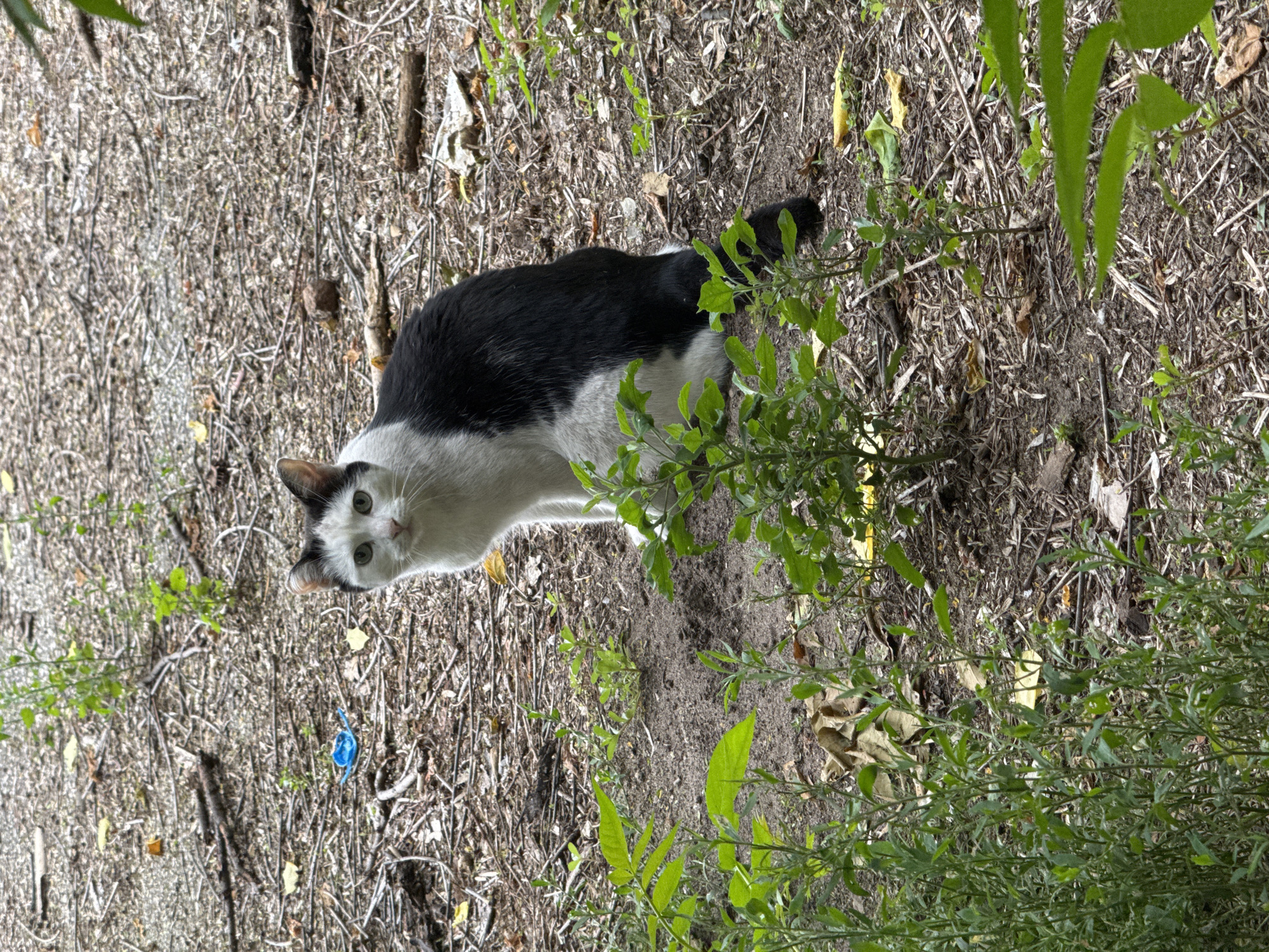 A medium shot shows a black and white cat sitting on the ground amidst dry leaves, twigs, and sparse vegetation. The cat is facing the camera, with its head tilted slightly to the left. Its fur is primarily white with large black patches on its back and tail. The cat's eyes are green and alert. The ground is covered with dirt, fallen leaves, and small branches. In the background, there is more vegetation and debris. A small piece of blue plastic is visible on the ground to the left of the cat. The scene appears to be an outdoor area, possibly a park or a less-maintained yard, in Plovdiv, Bulgaria.