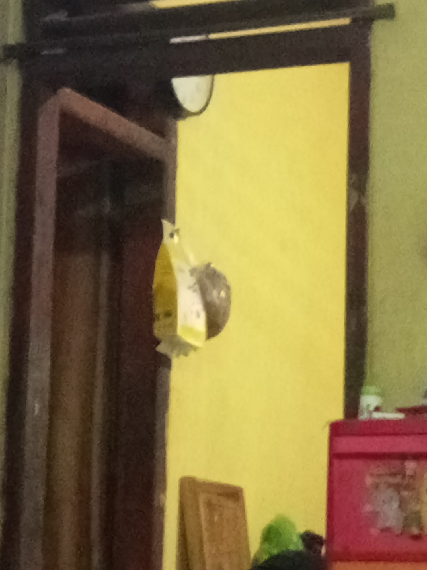 A medium shot captures a dimly lit interior space, possibly a home in Grabag, Indonesia. Dominating the foreground is the dark brown frame of a doorway, to the left, partially obscuring a vertical wooden surface behind it. To the right, a bright yellow wall serves as the backdrop. Suspended from an unseen point above and to the right of the doorway, a yellow and white package hangs. Attached to this package, a small, brown, spherical object, possibly a fruit or a nesting bird, is visible. The lighting appears to be artificial and uneven, casting shadows and highlighting the yellow wall. In the far right of the frame, a portion of a red storage container is visible.