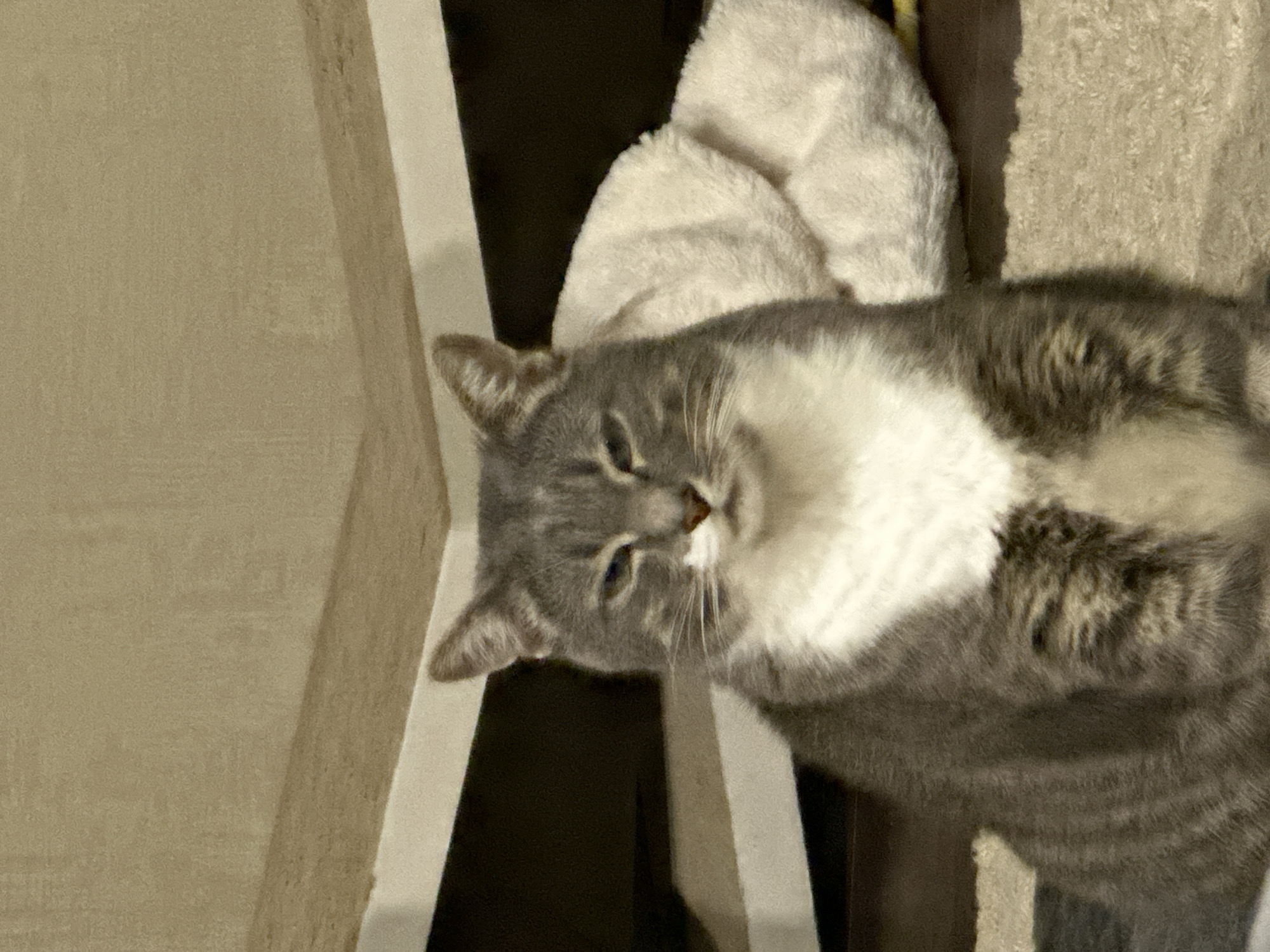 A medium shot captures a gray and white domestic cat sitting and looking at the camera. The cat has green eyes and white fur on its chest and muzzle. Behind the cat, a fluffy white blanket is visible. The background consists of beige walls and dark shelves, suggesting an indoor environment. The lighting is dim, creating a slight shadow on the cat's face. The scene appears to be set in a residential area.