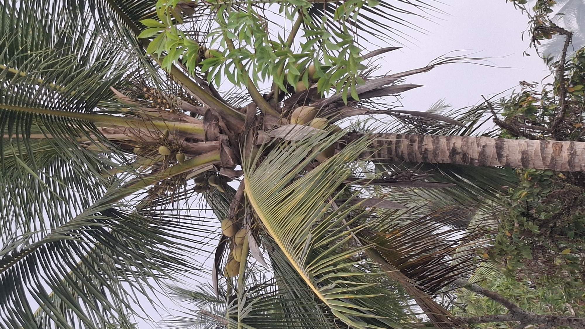This is a vertical, medium shot of a coconut palm tree in Cilaku, Indonesia, with coconuts visible on its branches. The tree's trunk, textured with rough, dark bark, occupies the right side of the frame, extending upwards. Lush green fronds, characteristic of a palm tree, fan out across the upper portion of the image, with some appearing slightly yellowed or dried. Clusters of green coconuts are visible amongst the fronds and branches, suggesting the tree is bearing fruit. To the right of the palm tree, another plant with bright green leaves is partially visible, creating a contrast in foliage. The background consists of an overcast sky and the distant outlines of other trees. The scene depicts a natural environment, likely in a tropical or subtropical region, with no people present.