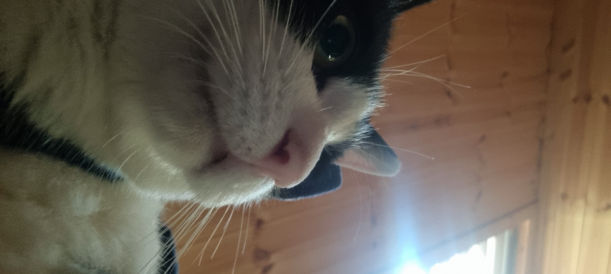 A close-up, low-angle shot features a black and white cat, primarily focusing on its face, which fills the left and center of the frame. The cat has white fur around its mouth and nose, with distinct black markings around its left eye and ear, which is partially visible at the bottom right of its head. Its pink nose is prominent, and numerous long white whiskers fan out from its muzzle. The cat's left eye is visible, dark and reflective, gazing slightly downwards.
The background consists of light brown wooden panels, likely a wall or ceiling, suggesting an indoor setting. A bright, lens flare-like light source is visible in the bottom right corner, indicating strong natural light, possibly from a window, and suggesting it is daytime. The perspective implies the viewer is looking up at the cat. There is no visible text in the image. The scene is set in Dunnae-myeon, South Korea.