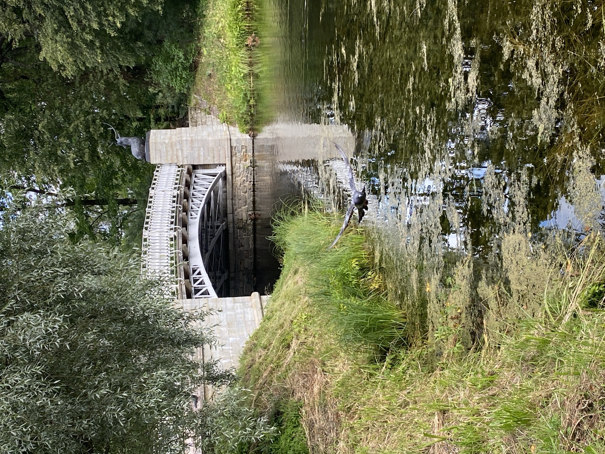 The image depicts a picturesque scene in Pavlovsk, Russia, featuring a white arched bridge crossing a body of water. On the left bank of the water, lush green grass and some dry reeds grow along a sloping embankment. A large tree with drooping branches overhangs the scene from the upper left.
The bridge itself has a white, decorative railing and a stone archway structure at its base. Perched atop the stone pillar of the bridge's abutment is a dark statue of a stag. The water in the foreground is murky and covered with a significant amount of green algae or aquatic plants, with some areas of clear water reflecting the surrounding greenery and the bridge.
In the middle ground, a bird, likely a pigeon or dove, is captured in mid-flight, low over the water, its wings outstretched. The background is dominated by a dense forest of mature trees with rich green foliage, suggesting a park or natural setting. The lighting indicates it is daytime, with soft shadows.