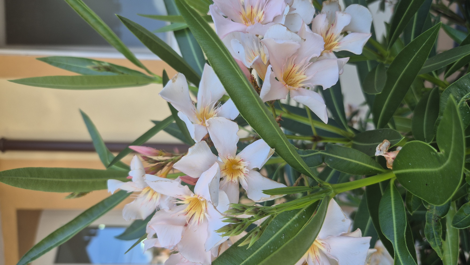 A close-up, vertical shot captures a cluster of light pink and white oleander flowers with yellow centers, surrounded by dark green, lance-shaped leaves. The flowers are in various stages of bloom, some fully open with delicate petals, while others are still in bud formation. The background is softly blurred, revealing hints of a building facade in a light tan color and a darker brown vertical element, possibly a window frame or downspout. The scene appears to be outdoors, in a garden or residential area. The metadata indicates the image was taken in Ravda, Bulgaria. No people or animals are visible.