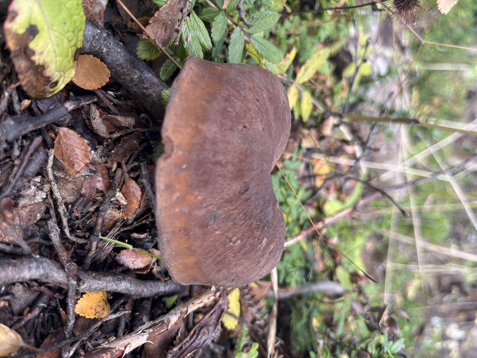 The image shows a brown mushroom with a slightly irregular shape, situated on the forest floor in Lapataia, Argentina. The mushroom is surrounded by fallen leaves, twigs, and green foliage. The foreground is in focus, while the background is slightly blurred, suggesting a shallow depth of field. The overall impression is one of a natural woodland setting.