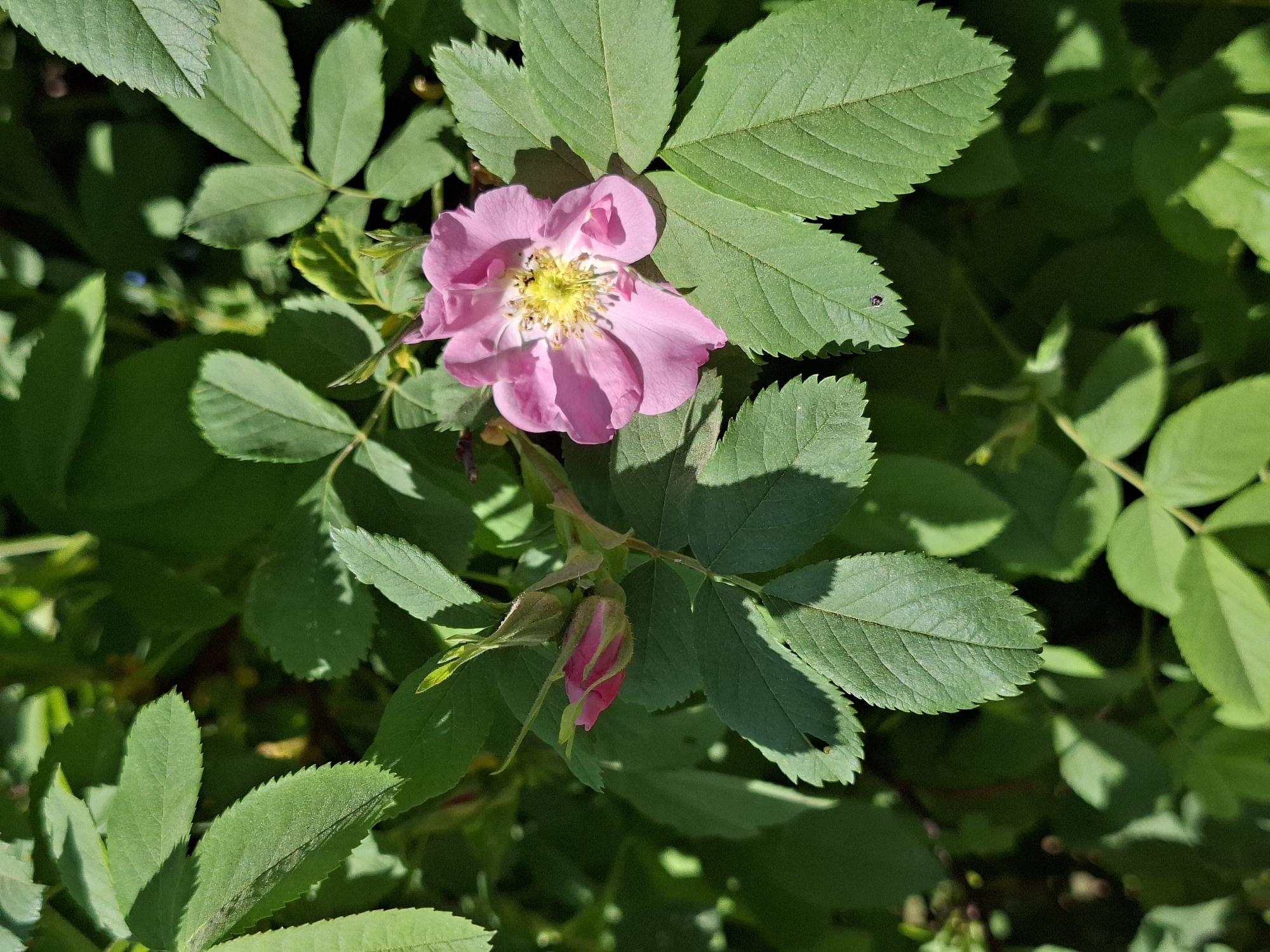 A close-up photograph depicts a pink flower in bloom with a visible bud below it, surrounded by green leaves. The flower has a yellow center with stamens. The leaves are textured with serrated edges, suggesting a wild rose or similar plant. The setting appears to be outdoors, possibly in a garden or natural environment. The image does not provide any information about the city of Karsha, Russia, or any specific details about people, actions, or interactions.