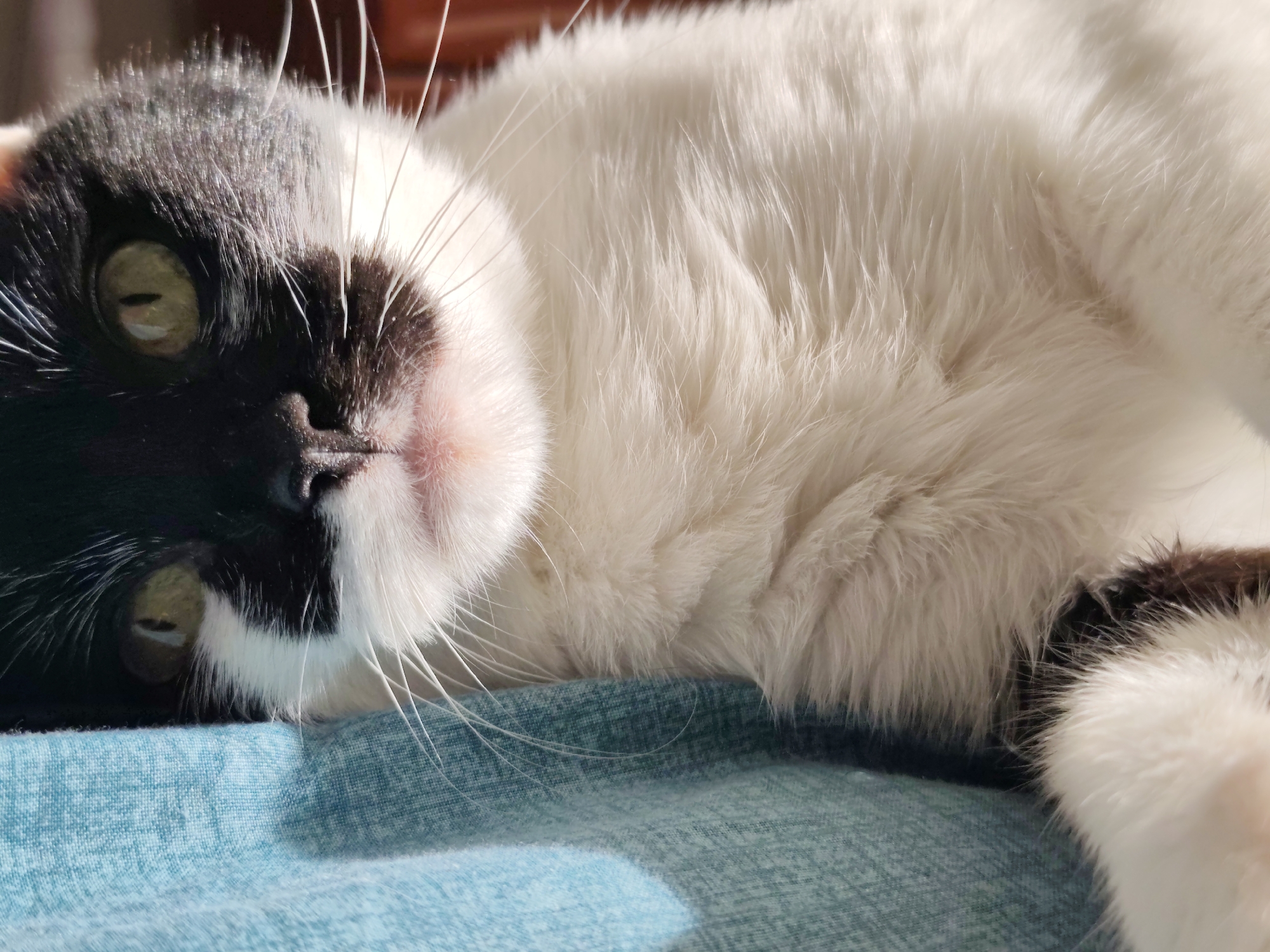The image shows a close-up of a black and white cat lying on a turquoise fabric surface. The cat is partially obscured, with its head in the foreground. Its left eye, a striking green, is visible, as is its black nose and pink mouth. The cat's fur is predominantly white, with black markings on its head and patches on its body, partially visible in the lower right corner. Sunlight illuminates the cat's fur, highlighting its texture. The turquoise fabric appears to be a cushion or blanket, with a visible weave pattern and dappled light shadows. There are no people or other animals present. The background is softly blurred, suggesting an indoor setting. The image is a still life and does not depict any activity or interaction. The image does not provide any information about its location in the city of Mykolaiv, Ukraine.