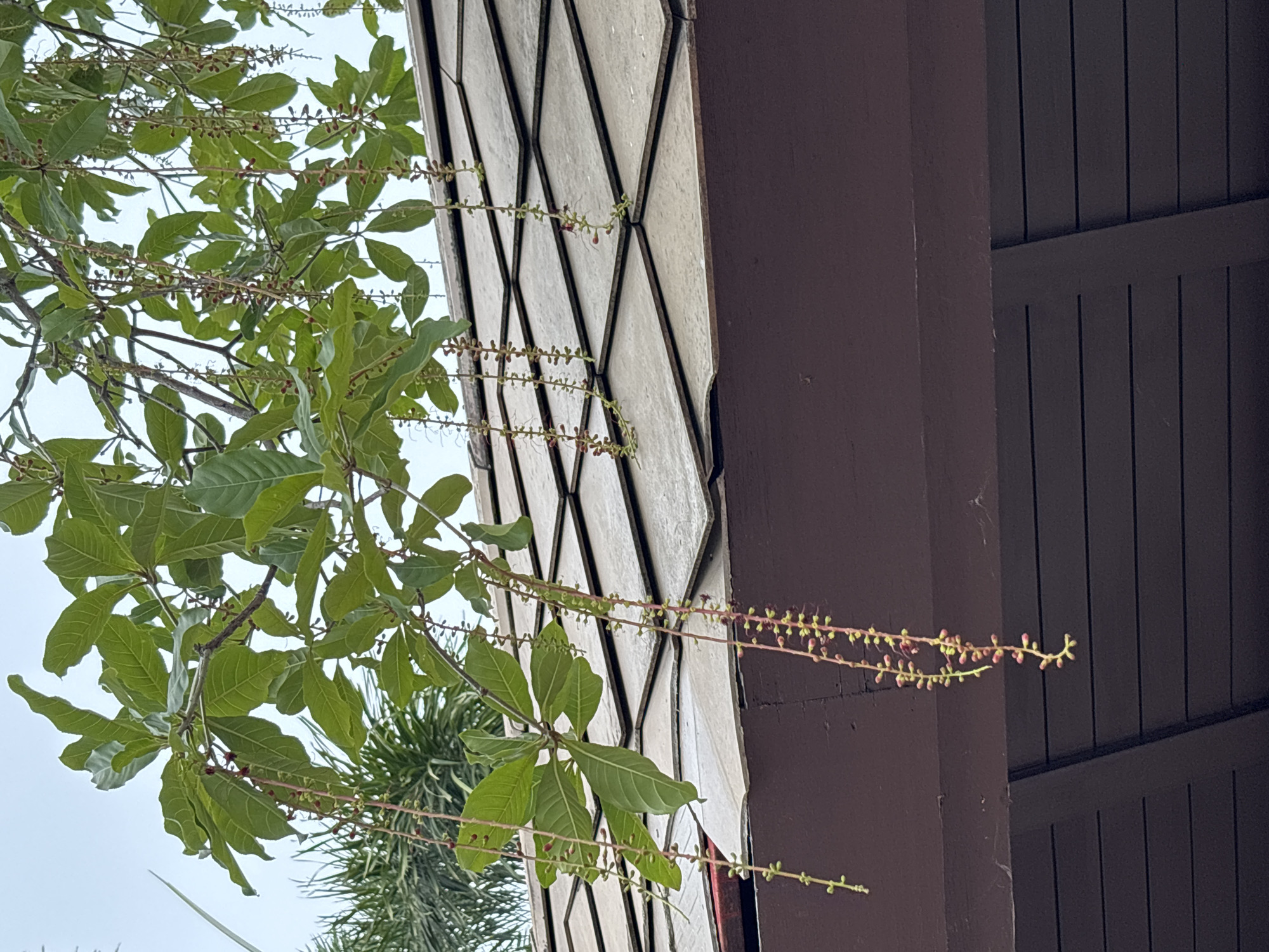 The image shows a close-up view of hanging flower stalks and green leaves from a tree branch, with a tiled roof and dark brown eaves of a building visible in the background. The flower stalks are thin and pendulous, with small, pinkish-red buds clustered along their length. The leaves are broad and ovate, with a slightly glossy texture. The roof tiles are a light gray color and are arranged in an overlapping pattern. The eaves are dark brown and appear to be made of wood. The sky is overcast and a pale gray color. The scene appears to be outdoors, possibly in a garden or courtyard.
