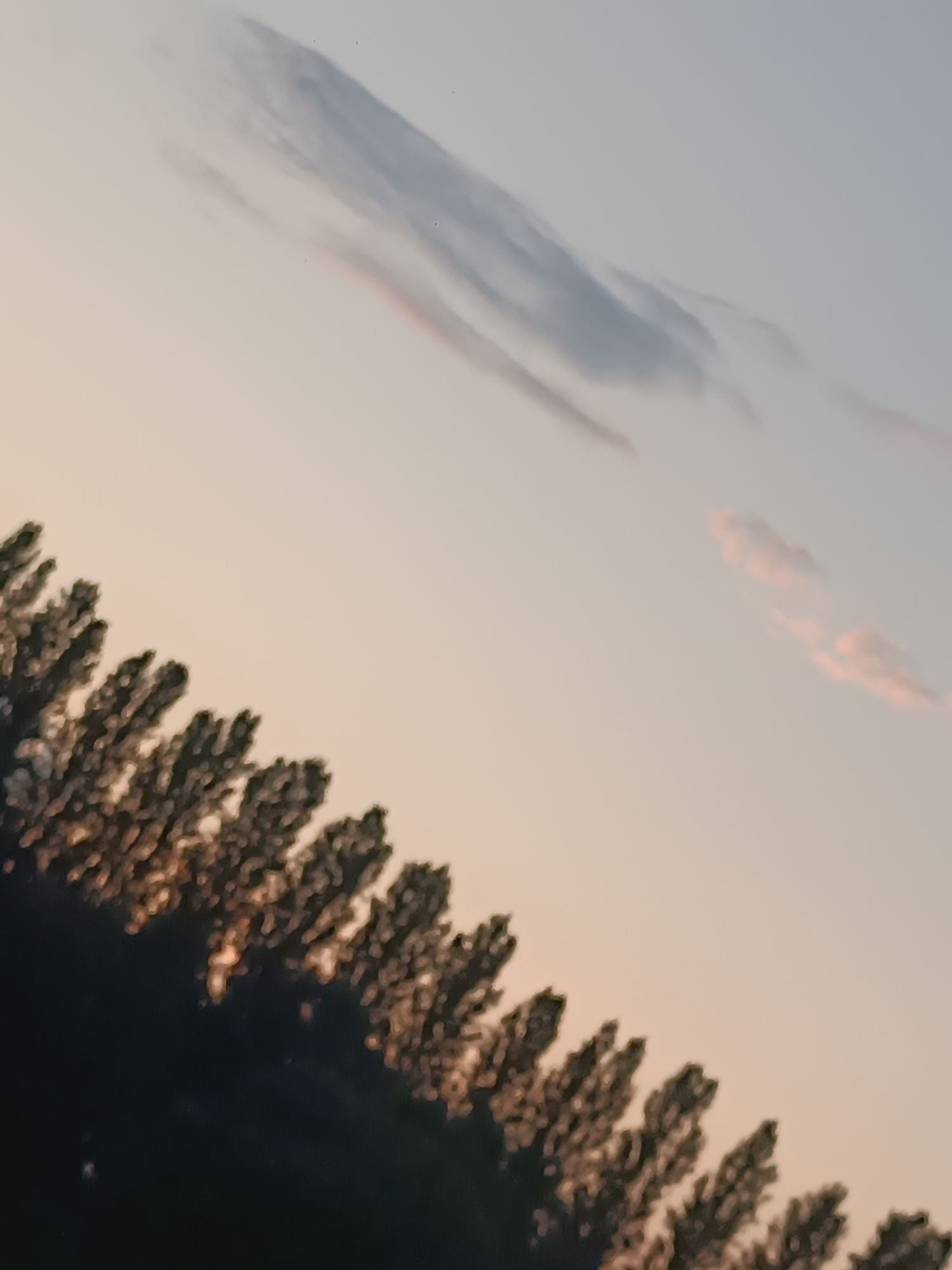 A photograph of a tree line against a twilight sky in Casalmaggiore, Italy. The trees are densely packed and appear as a dark silhouette along the bottom of the frame, with the setting sun catching the tops of their leaves, creating a shimmering effect. The sky transitions from a pale peach near the horizon to a light blue at the top, with streaks of wispy clouds. One cloud formation in the upper portion of the image is elongated and appears to be composed of thinner, more transparent cloud material. The overall impression is of a natural landscape at dusk.