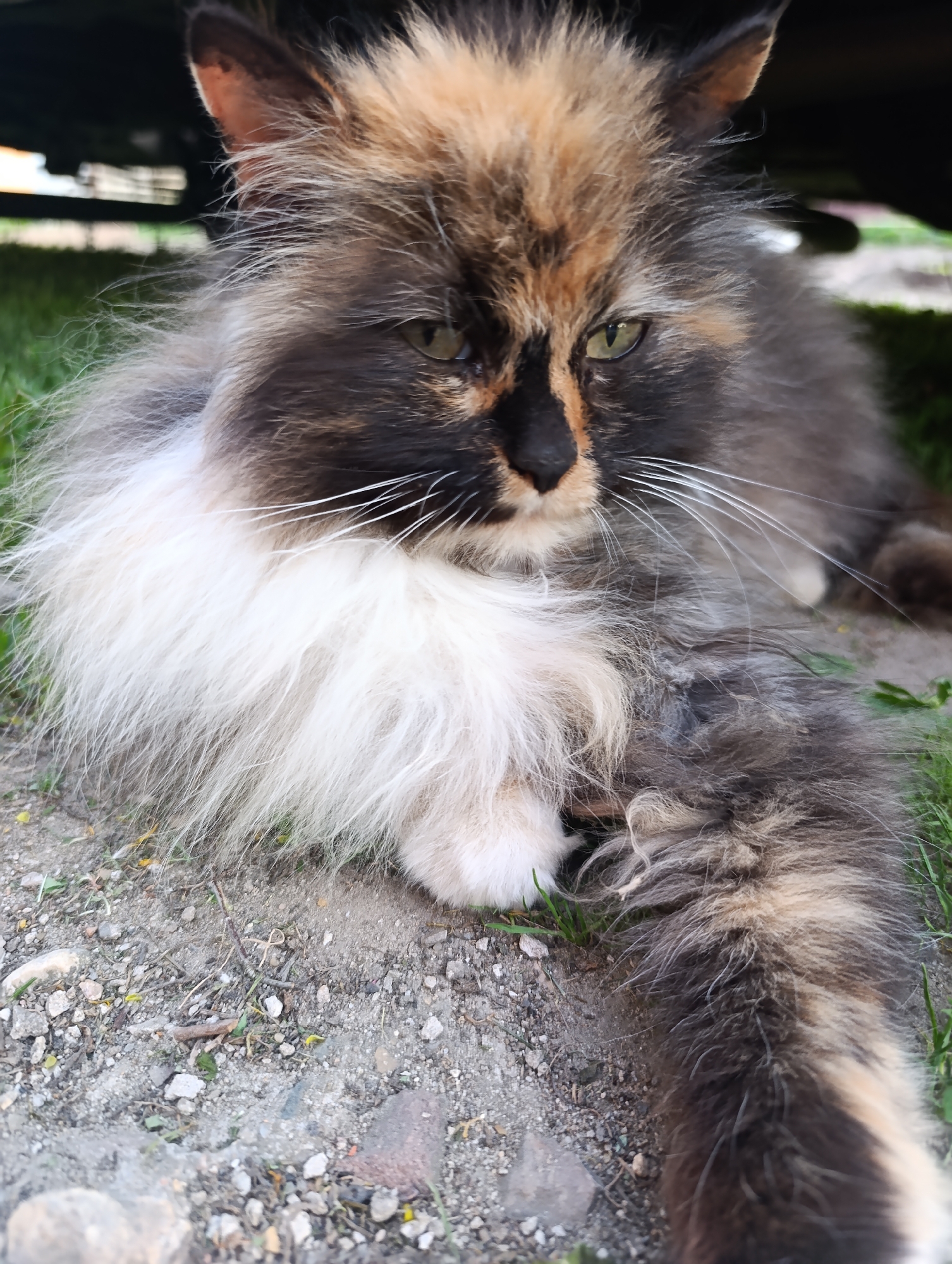A medium shot depicts a long-haired tortoiseshell cat lying on a patch of dirt and grass, apparently under a vehicle. The cat has a white chest and chin, and its coat is a mix of black, brown, and cream colors. The cat's eyes are green. The ground consists of small pebbles and dirt, with patches of green grass interspersed. The upper portion of the image is dark, suggesting the underside of the vehicle.