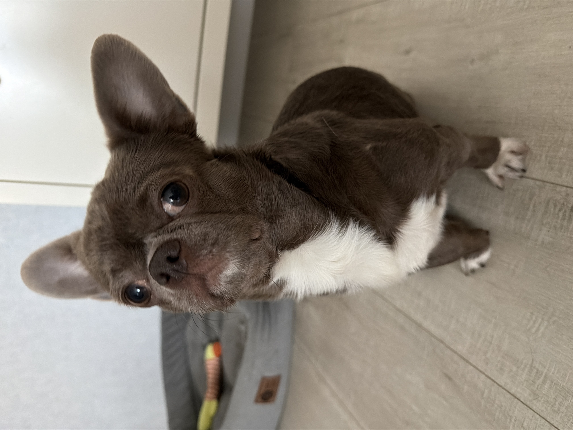 A small, chocolate brown dog with a prominent white chest patch and white markings on its paws sits attentively on a light-colored wooden floor in an interior setting located in Votkinsk, Russia. The dog has large, dark, round eyes, a dark nose, and large, upright ears. A thin, dark collar is visible around its neck. To the left of the dog, a gray fabric pet bed, featuring a brown rectangular tag, is partially visible, with a multi-colored toy (yellow, orange, red) resting inside it. The background consists of a light-colored wall and a segment of a light-toned piece of furniture, possibly a cabinet, with a horizontal seam line.