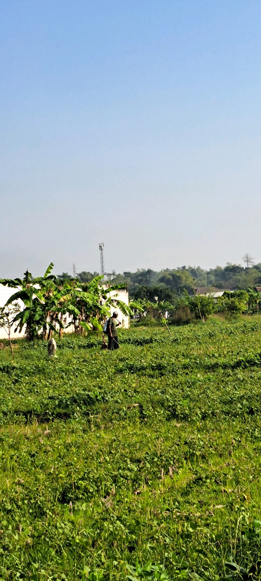 In Baujeng, Indonesia, a person wearing a dark shirt and trousers, with a white cap, is seen walking through a lush green field. The individual is carrying a backpack sprayer, suggesting they might be engaged in agricultural work such as pest control or fertilization. The field is densely covered with a variety of green plants, indicating a thriving agricultural area. In the background, there is a white building with banana trees planted nearby, their large leaves creating a vibrant green canopy. Further in the distance, a telecommunications tower stands tall against a clear, light blue sky, and a dense line of trees marks the horizon. The scene depicts a rural or semi-rural setting within Baujeng, characterized by agriculture and the presence of infrastructure.