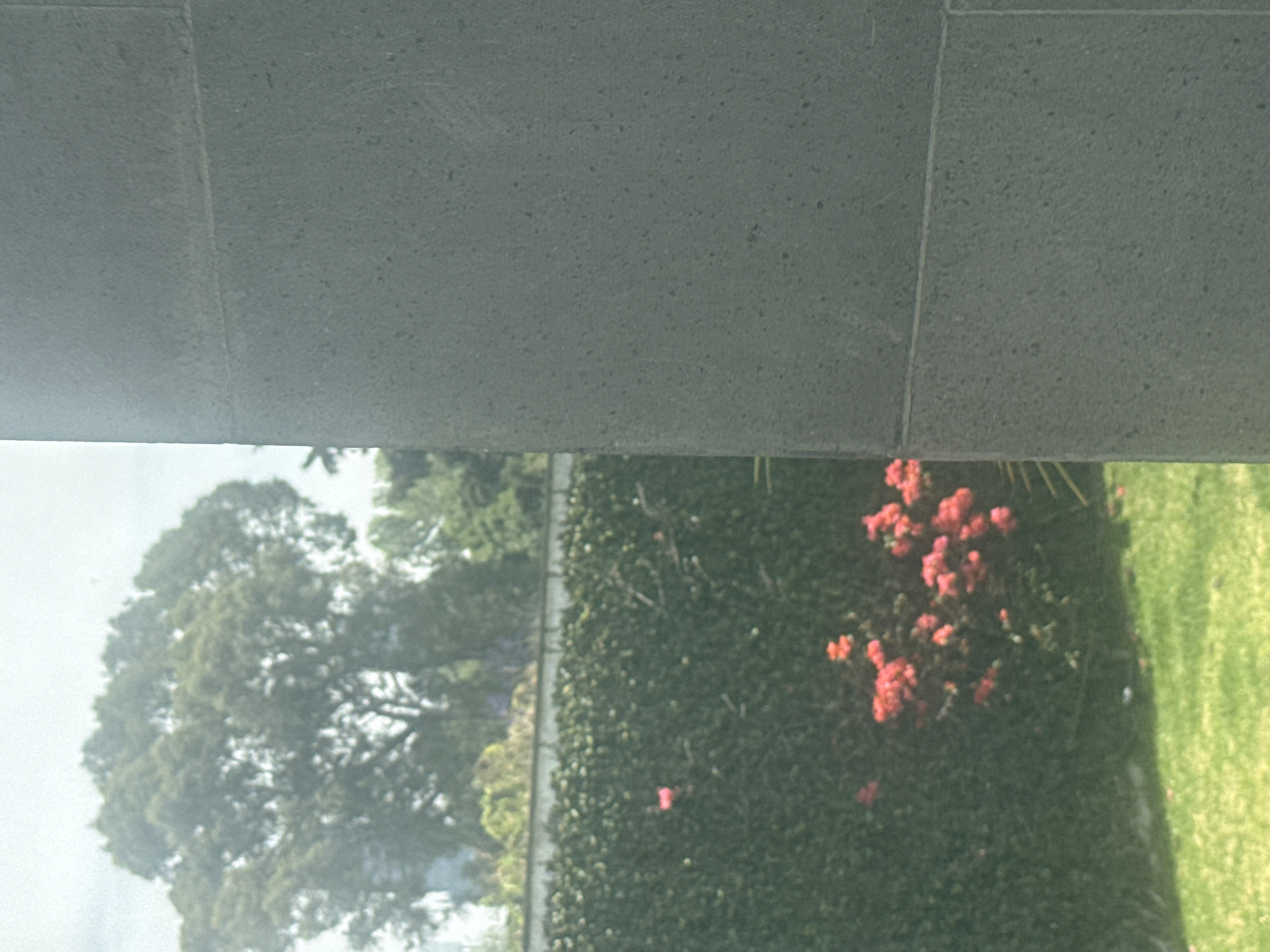 The scene is an outdoor shot in Puebla, Mexico. The focal point is a lush green landscape, featuring a large, dense tree on the left and a tall green hedge running horizontally through the middle. A cluster of bright red flowers punctuates the green hedge. A patch of green grass is visible on the right side of the hedge. The upper portion of the image is dominated by a gray, textured building facade composed of large, rectangular blocks.