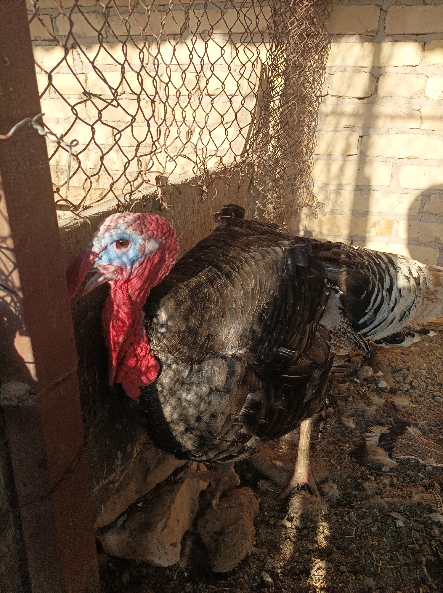 A turkey stands partially obscured by a wooden post and a wire fence in an outdoor enclosure. The turkey has dark feathers and a red and blue wattle. The background consists of a brick wall and loose gravel. Sunlight casts shadows across the scene.