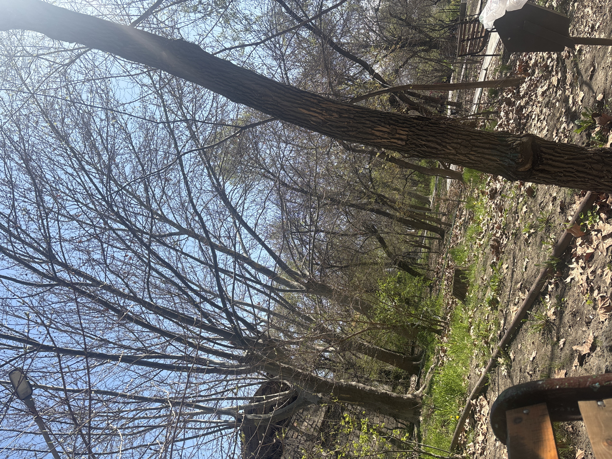 This image captures a tranquil park or wooded area, likely in early spring in Yerevan, Armenia. The scene is dominated by numerous trees with intricate networks of bare branches reaching towards a clear, bright blue sky, with some tiny green buds hinting at the onset of new growth.
A prominent, thick tree trunk with rough bark crosses horizontally across the upper mid-ground, providing a strong visual element. Through the bare canopy, glimpses of the bright sun create a slight lens flare in the upper left. The ground is covered with a carpet of dry, fallen leaves, predominantly brown and beige, interspersed with patches of vibrant green grass beginning to emerge. A dark metal pipe or rail runs along the ground in the mid-right.
Man-made elements include a dark metal trash can with a white plastic bag visible inside, positioned on the right side of the frame. A portion of a wooden park bench is visible in the bottom right corner, suggesting a place for rest. A streetlamp can be seen amidst the branches on the left side.
The time of day appears to be sunny daytime, with no shadows long enough to indicate early morning or late afternoon. The overall atmosphere is peaceful and natural, devoid of people or explicit activity, showcasing a quiet moment in nature during the transitional period from winter to spring. No visible text is present in the image.