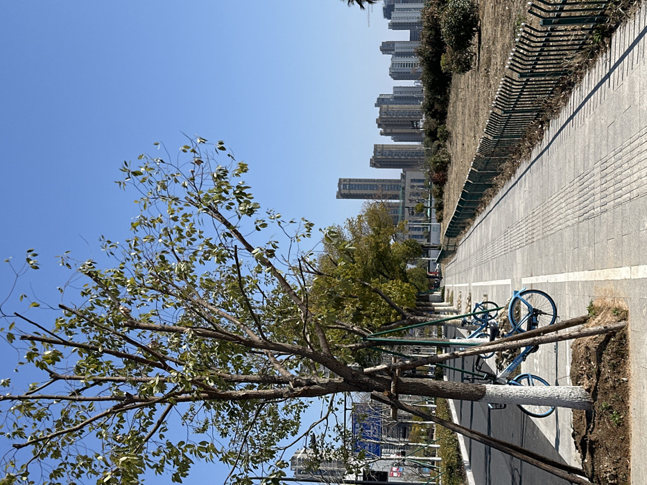 A tree with sparse green leaves stretches towards a clear blue sky. Alongside a paved path, several trees are braced with green supports and painted white trunks. Parked bicycles, mainly blue, lean against the trees. A low green fence separates the path from a grassy slope. In the background, tall buildings line the horizon. The scene is illuminated by bright sunlight.