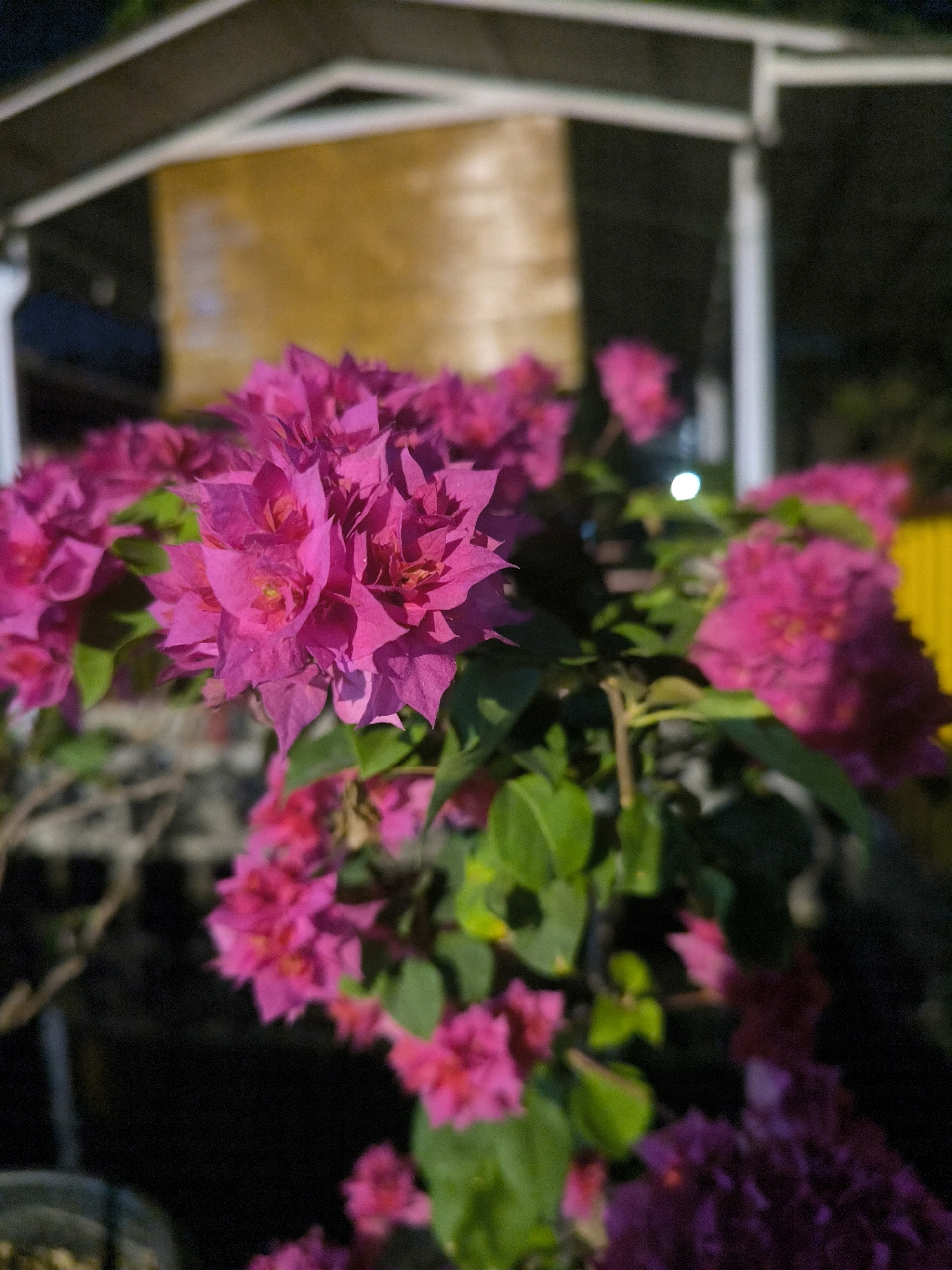The image shows a close-up view of vibrant pink bougainvillea flowers in bloom. The flowers are the primary subject, with their delicate petals and lush green leaves occupying the foreground and midground. In the background, a blurred structure resembling a building or canopy with a yellow wall can be seen, suggesting an outdoor setting. The lighting suggests it may be dusk or nighttime, with some artificial light illuminating the scene. There is no information about people or specific actions taking place. The location in Berbah, Indonesia, is not visually evident from the image itself, but it is provided as context.