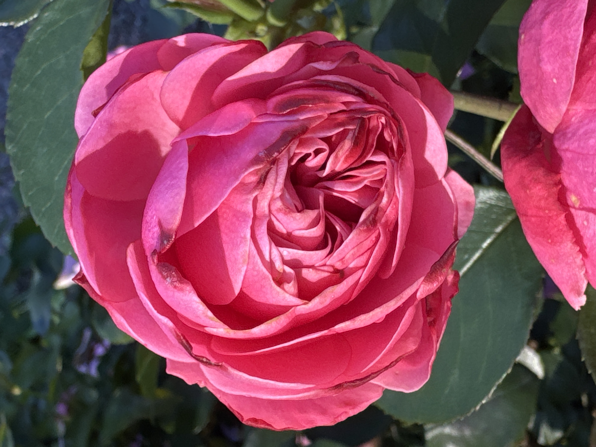The image shows a close-up of a vibrant pink rose bloom with multiple layers of petals. The rose is in focus, with its intricate spiral center visible. The edges of some petals show slight browning or imperfections. The background consists of out-of-focus green leaves and hints of darker foliage, suggesting an outdoor garden setting. There are no people, animals, or man-made objects clearly identifiable in the frame. The lighting suggests it is daytime, with shadows indicating the direction of the sun. The location in Steklyannyi, Russia, cannot be determined from the visual information provided.