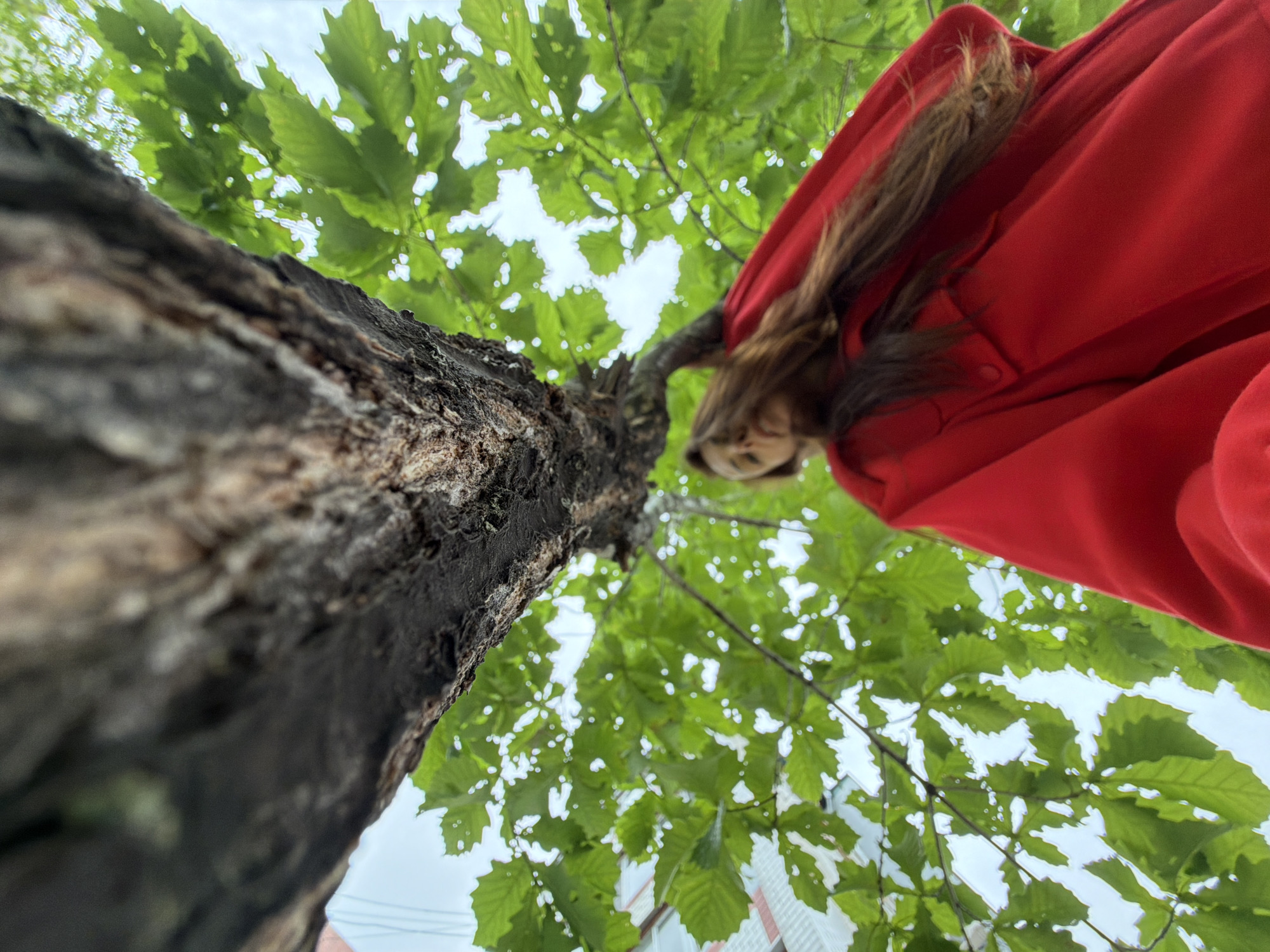 A low-angle photograph, captured in Birobidzhan, Russia, depicts a person looking up into a tree. The central focus is the textured, dark tree trunk occupying the upper-left, extending downwards. Vibrant green leaves, heavily backlit by a bright, light blue sky, form a canopy around the trunk, with numerous translucent areas. Below the foliage, a person with long, dark hair, wearing a vivid red coat or jacket, is partially visible, out of focus and looking downward. A segment of a light-colored building is discernible on the far left, indicating an urban setting. The overall lighting is bright and natural.