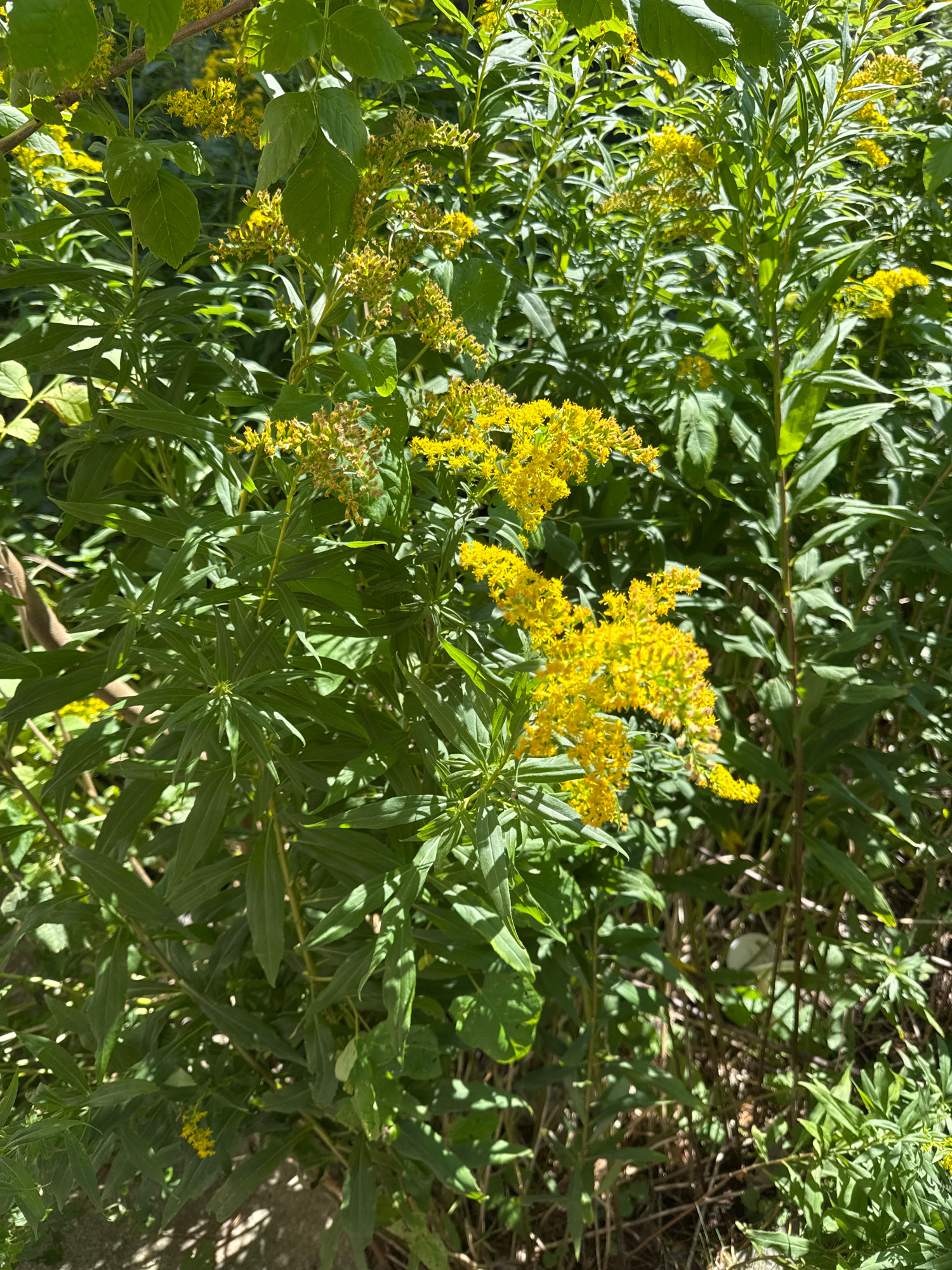The image displays a dense growth of green foliage and yellow wildflowers, likely Goldenrod, under bright daylight. The plants are tall and leafy, with clusters of small yellow flowers forming at the tops of many stalks. The background is obscured by the vegetation, with hints of sunlight filtering through. The scene appears to be an uncultivated outdoor area, possibly a park, roadside, or naturalized garden. There are no people, animals, or man-made objects clearly visible in the image. The overall impression is one of natural abundance and summer bloom. The location is stated to be Kaliningrad, Russia.