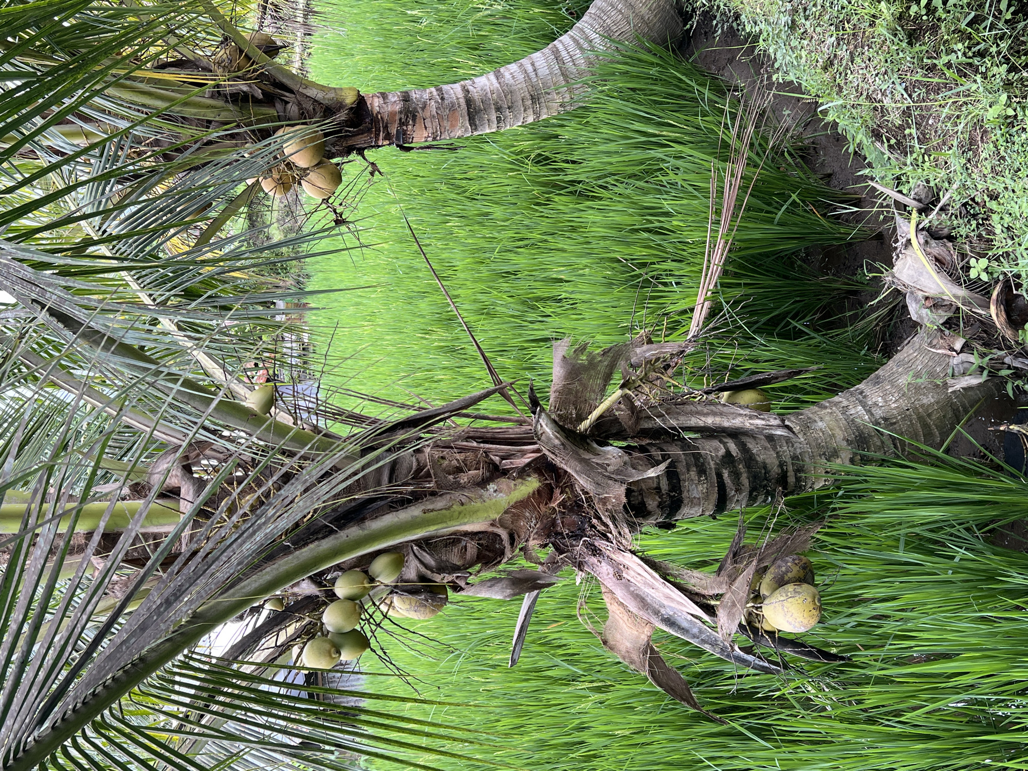 The image captures a scene in Ubud District, Indonesia, featuring two fallen coconut palm trees amidst a field of vibrant green rice paddies. The trees are lying horizontally across the frame, with the trunks visible against the backdrop of the lush grass. One tree has a cluster of young green coconuts still attached near the top, while another tree has some ripe green coconuts. Some fallen fronds and debris are present around the base of the trees. A small irrigation channel is visible to the right. The composition focuses on the intersection of agriculture and nature, showcasing the tropical environment.