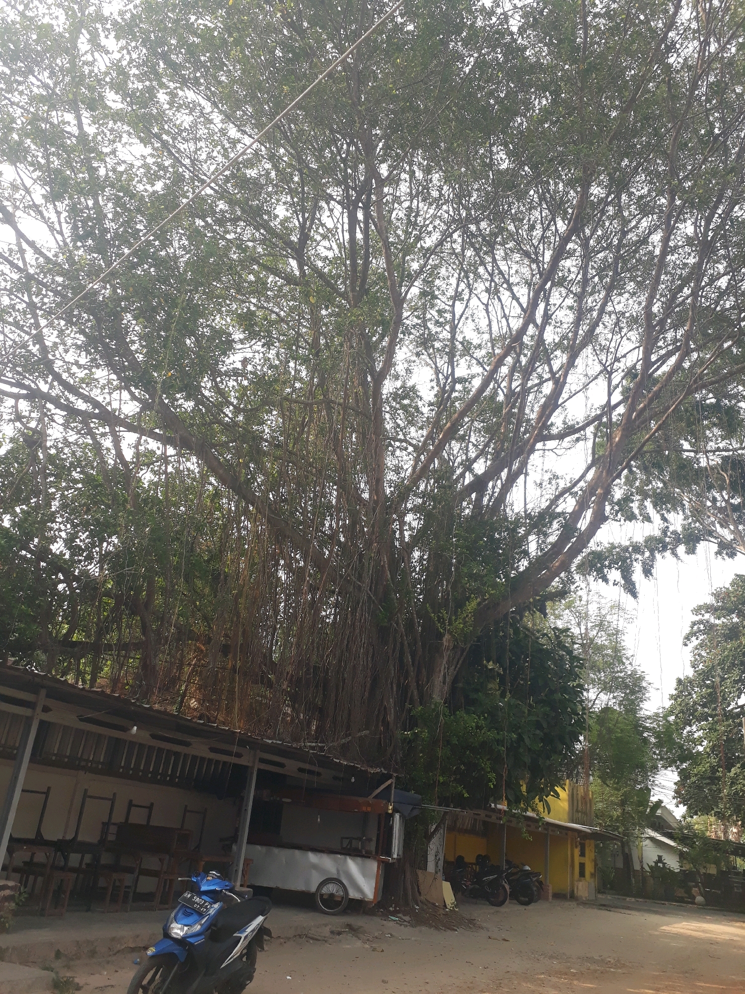 An upward view shows a massive banyan tree with aerial roots hanging down, dominating the frame. The tree's dense foliage and branches are silhouetted against a bright sky. Beneath the tree, a simple, open-air structure with a corrugated metal roof is visible. This structure appears to be a food stall or small shop, with tables and chairs set up inside, though most are empty. A blue scooter is parked in front of the structure, facing left. Further back, several other motorcycles are parked under a yellow awning. The ground is sandy and uneven. The scene is likely located in a semi-rural or coastal area of Pangkalpinang, Indonesia, given the tropical vegetation and the style of the structures. The lighting suggests it is daytime, possibly morning or afternoon, with the sun high in the sky. There are no people actively engaged in activities within the frame, contributing to a sense of stillness.
