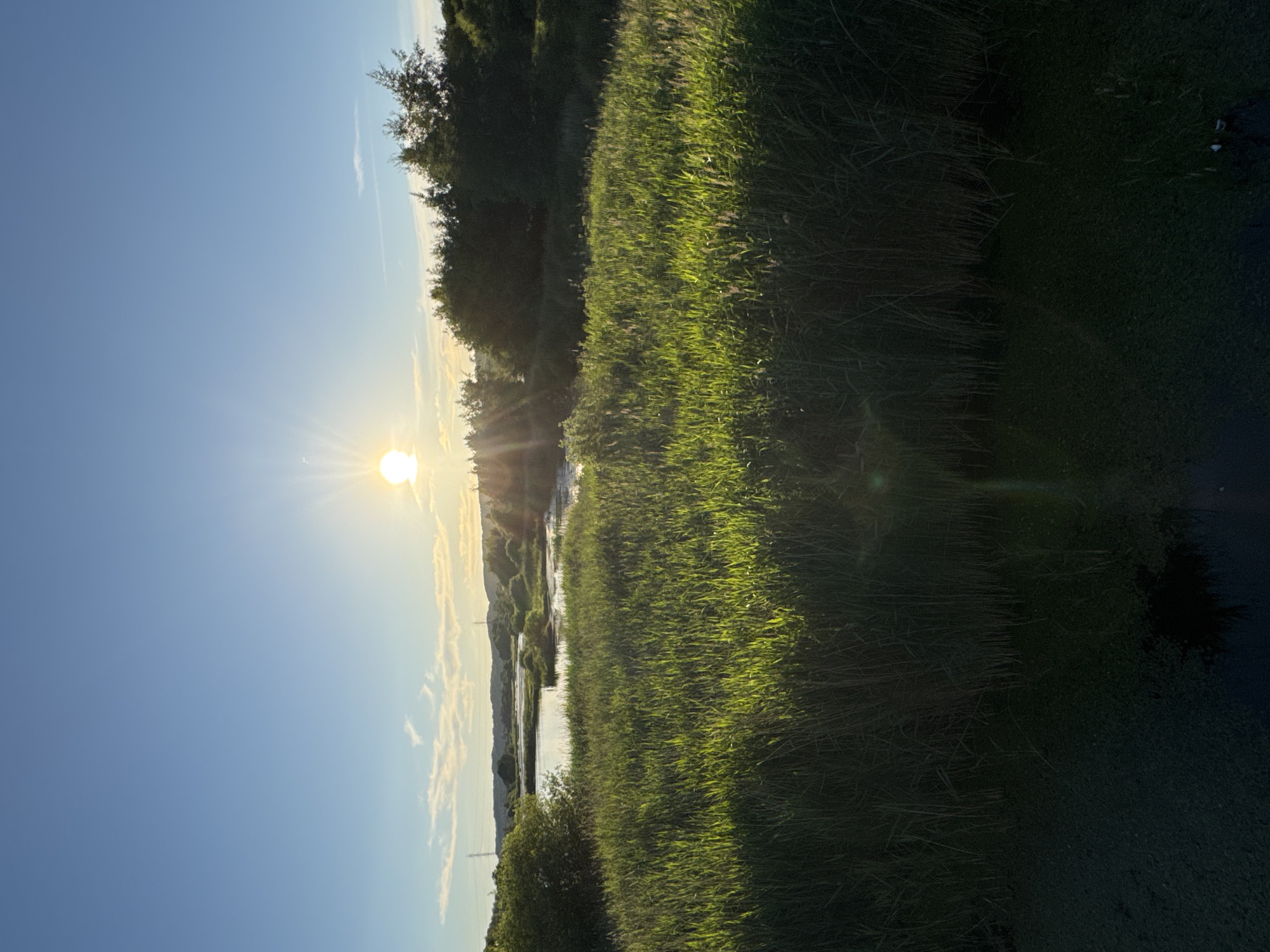 The image depicts a serene natural landscape under a clear blue sky during what appears to be sunset or sunrise. The sun, a bright orb with visible rays, is positioned in the upper center of the frame, casting a warm glow over the scene. In the foreground, a dense growth of tall, green reeds or grasses dominates, catching the sunlight and creating a vibrant, textured carpet. Behind the reeds, a body of water, possibly a river or lake, is visible, reflecting the sky and surrounding vegetation. The middle ground features a line of trees and vegetation, with some distant hills or higher ground in the background. Power pylons are faintly visible on the horizon, suggesting proximity to human infrastructure, but the overall impression is one of natural beauty and tranquility. The water's edge in the immediate foreground is covered in dark green algae or duckweed. The scene is likely located in a rural or semi-rural area, possibly a nature reserve or park within or near Vejle, Denmark, given the water, reed beds, and characteristic low-lying hills. There are no people or animals visible in the image.