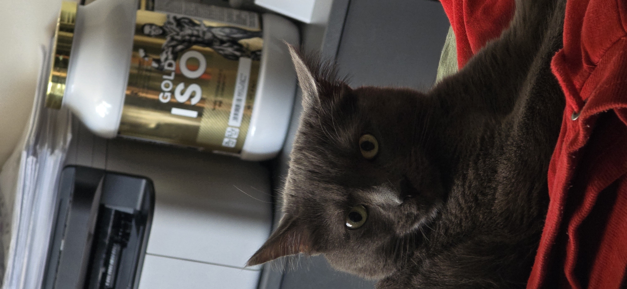 A grey cat with yellow-green eyes is the main subject of the image, positioned in the foreground and looking directly at the viewer. The cat is resting on a red blanket. In the background, to the right, a large white and gold tub labeled "GOLD ISO" is visible, along with a printed depiction of a muscular man. To the left of the tub, a grey printer is partially visible, and above it, a stack of papers. The overall environment appears to be an indoor setting, possibly a home or office, with a neutral gray background. There are no people present in the image.