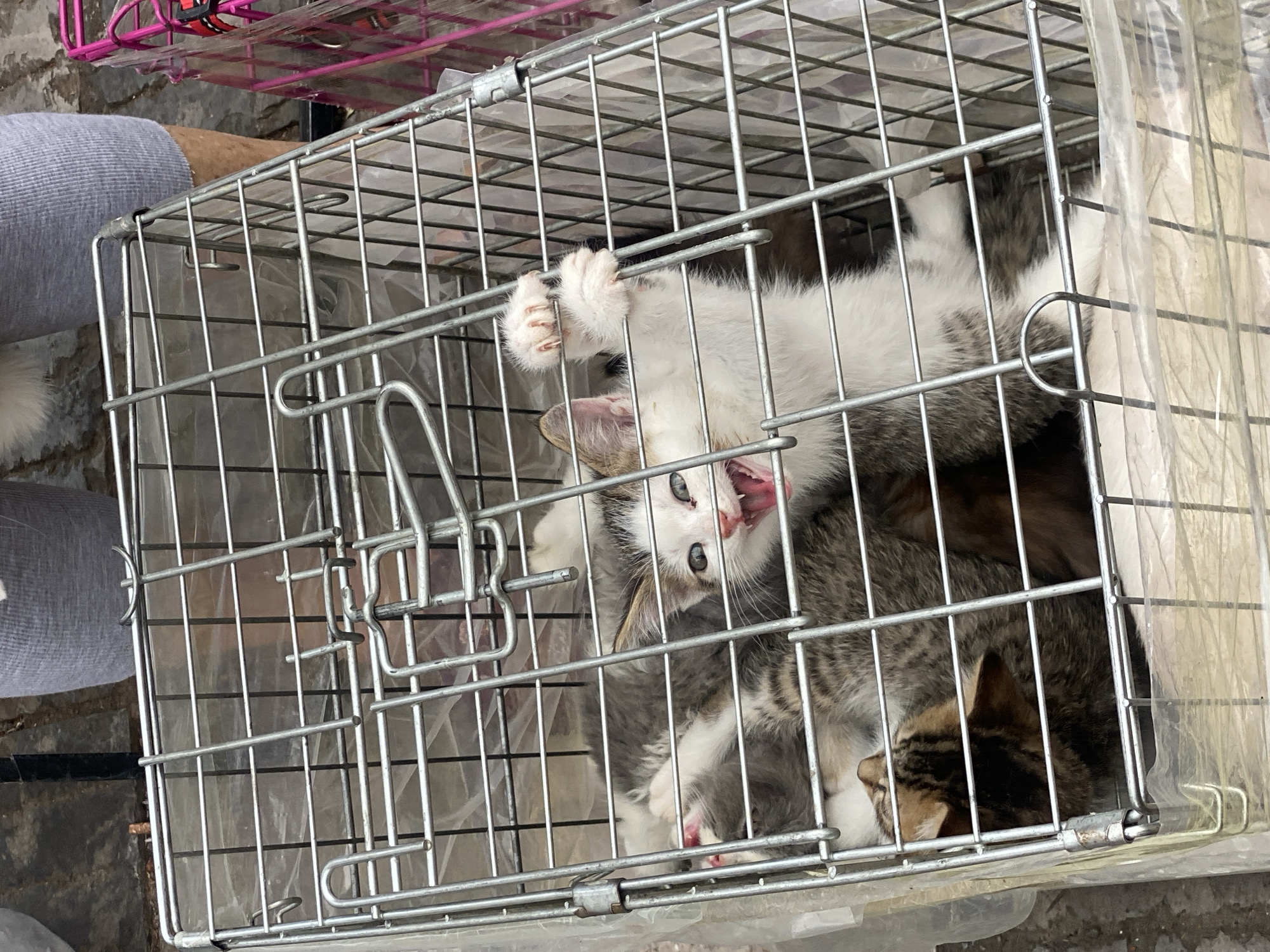 In Kunming, China, several kittens are enclosed in a wire cage. The cage is placed on a light-colored surface, possibly concrete, with some plastic sheeting visible at the bottom. A person wearing gray ribbed fabric pants stands behind the cage, their legs partially visible. The kittens, some appearing distressed, are huddled together. One kitten in the foreground, with white and tabby markings, is actively reaching through the bars of the cage with its paws, and its mouth is open as if meowing or hissing. Its eyes are wide open. Another tabby kitten is visible behind it, and parts of other kittens can be seen. The scene suggests a public space, possibly a market or street, given the context of animal sales or transport in Kunming. The lighting is overcast.