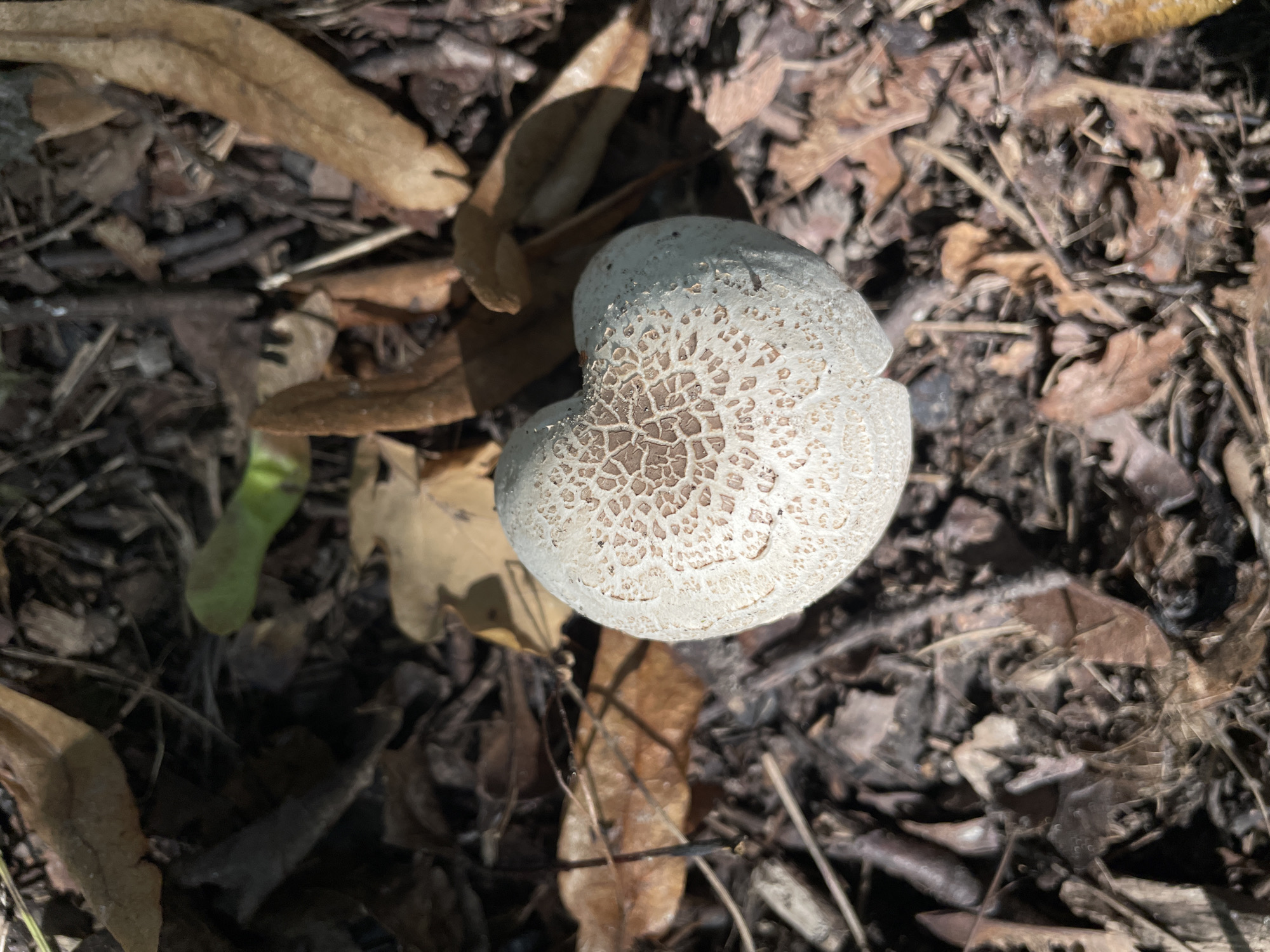 The image shows a single, round, pale mushroom with a textured, reticulated cap, growing on the forest floor amidst fallen leaves and twigs. The mushroom is positioned slightly off-center in the frame. The environment suggests a natural, wooded area. There are no people or visible signs of human activity beyond the presence of the mushroom itself. The lighting indicates it is daytime, with shadows suggesting sunlight filtering through a canopy. The specific location in Hrodna, Belarus, cannot be determined from the visual information in the image.
