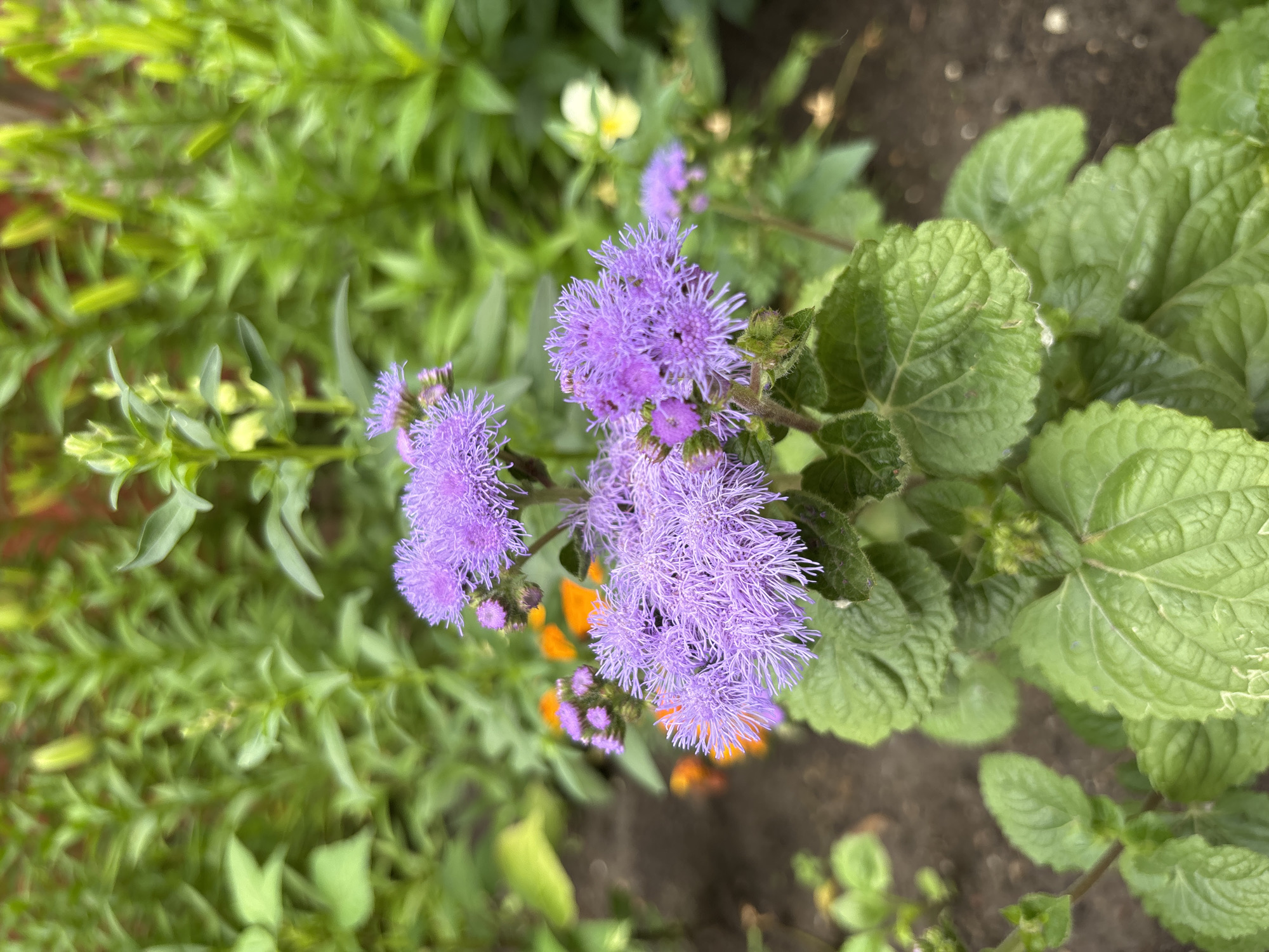 The image is a close-up, eye-level shot of a flowering plant in what appears to be a garden. The main subject is a cluster of fluffy, light purple flowers with thin, delicate petals. These flowers are the most in-focus element of the image. Below the flowers, large, textured green leaves are visible. The background is a blur of green foliage, with hints of orange and yellow flowers further back, suggesting a garden setting. The ground is dark soil. The lighting is natural, appearing to be daytime. There are no people or animals in the image. The image does not provide specific geographical markers that would allow for precise identification of the location within Blagoveshchensk, Russia.