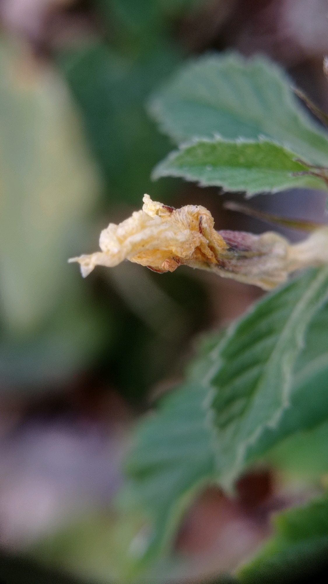 A macro photograph captures a dried, pale yellow flower with curled petals and brown accents, possibly a seed pod, positioned on the left side of the frame. The background consists of soft-focus green leaves and blurred earthy tones. The location is identified as Batu, Indonesia.